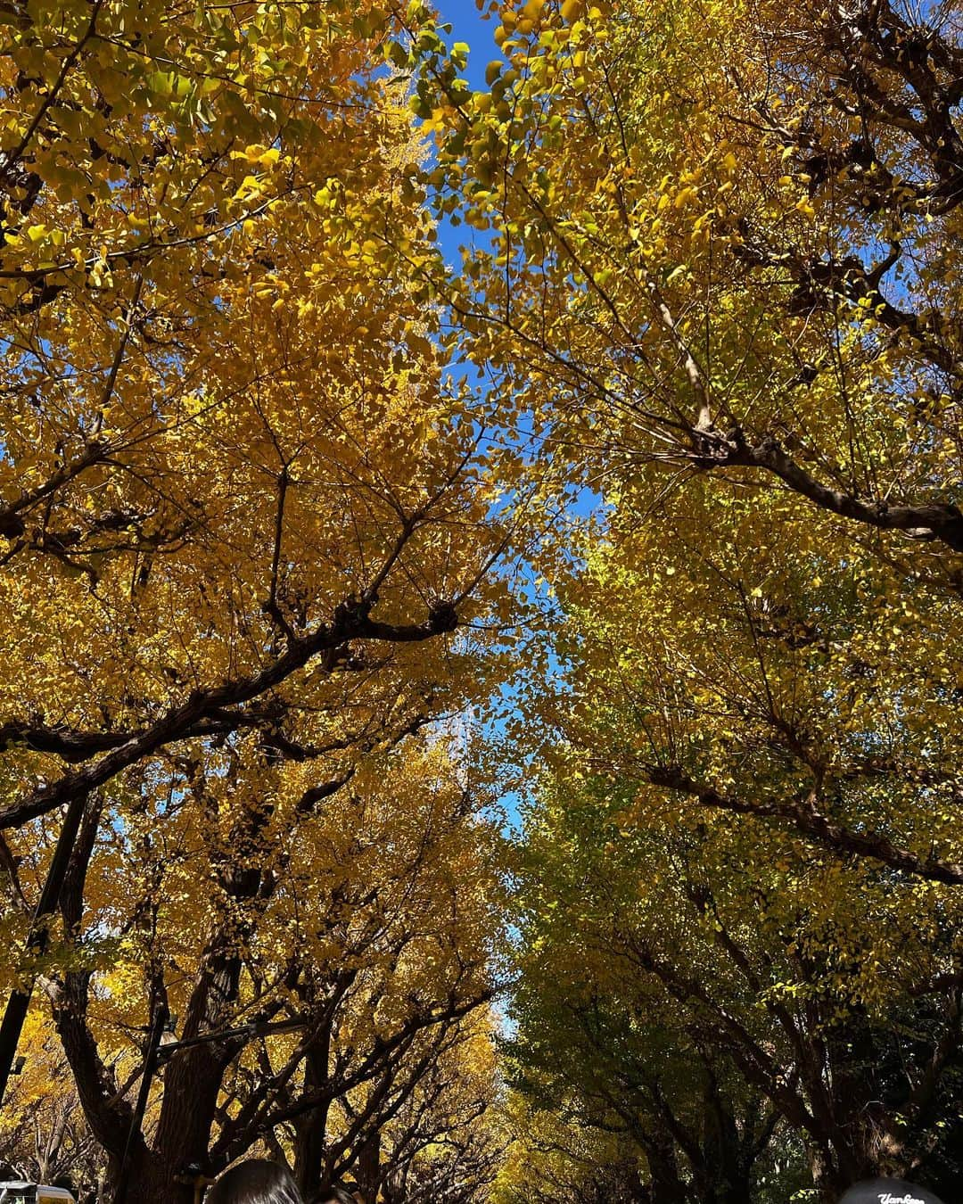 鈴本美愉さんのインスタグラム写真 - (鈴本美愉Instagram)「枯れ始めてた🍂」11月23日 23時17分 - suzumotomiyu125