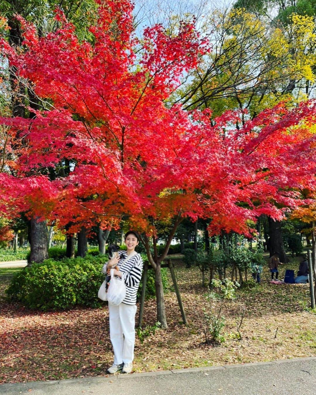 武田訓佳さんのインスタグラム写真 - (武田訓佳Instagram)「🍁 ・ 秋ひじき🐕‍🦺🧡 ・ ・ ぼちぼち秋を楽しんでる🥰 ・ って言ってるけど… もう冬だね🧣🧦 ・ 体調崩してないですか？🫖🤍 ・ ・ わたしは… 投稿がたまっております🙃 ・ ぼちぼちゆるゆるいきましょ💕 ・ ・ ・ #たけだの日常 #ひじ記 #秋散歩 #紅葉 #紅葉狩り #🍁 #ひじき #犬のいる暮らし #🐕‍🦺 #🐶 #いぬすたぐらむ #ミックス犬 #mix犬 #ピンプー #ミニチュアピンシャー #トイプードル #イッヌ #くっつき虫 #つけるよね🫠 #大冒険 #のち #丸洗い #🛁 #🤫」11月24日 17時05分 - kunika0117