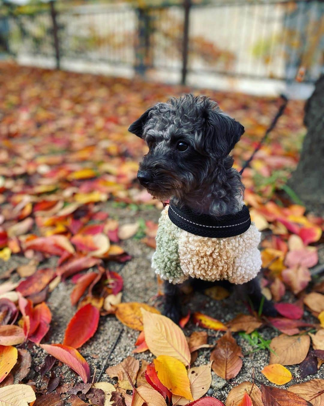 武田訓佳さんのインスタグラム写真 - (武田訓佳Instagram)「🍁 ・ 秋ひじき🐕‍🦺🧡 ・ ・ ぼちぼち秋を楽しんでる🥰 ・ って言ってるけど… もう冬だね🧣🧦 ・ 体調崩してないですか？🫖🤍 ・ ・ わたしは… 投稿がたまっております🙃 ・ ぼちぼちゆるゆるいきましょ💕 ・ ・ ・ #たけだの日常 #ひじ記 #秋散歩 #紅葉 #紅葉狩り #🍁 #ひじき #犬のいる暮らし #🐕‍🦺 #🐶 #いぬすたぐらむ #ミックス犬 #mix犬 #ピンプー #ミニチュアピンシャー #トイプードル #イッヌ #くっつき虫 #つけるよね🫠 #大冒険 #のち #丸洗い #🛁 #🤫」11月24日 17時05分 - kunika0117