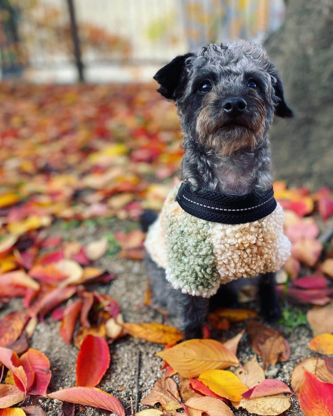 武田訓佳さんのインスタグラム写真 - (武田訓佳Instagram)「🍁 ・ 秋ひじき🐕‍🦺🧡 ・ ・ ぼちぼち秋を楽しんでる🥰 ・ って言ってるけど… もう冬だね🧣🧦 ・ 体調崩してないですか？🫖🤍 ・ ・ わたしは… 投稿がたまっております🙃 ・ ぼちぼちゆるゆるいきましょ💕 ・ ・ ・ #たけだの日常 #ひじ記 #秋散歩 #紅葉 #紅葉狩り #🍁 #ひじき #犬のいる暮らし #🐕‍🦺 #🐶 #いぬすたぐらむ #ミックス犬 #mix犬 #ピンプー #ミニチュアピンシャー #トイプードル #イッヌ #くっつき虫 #つけるよね🫠 #大冒険 #のち #丸洗い #🛁 #🤫」11月24日 17時05分 - kunika0117