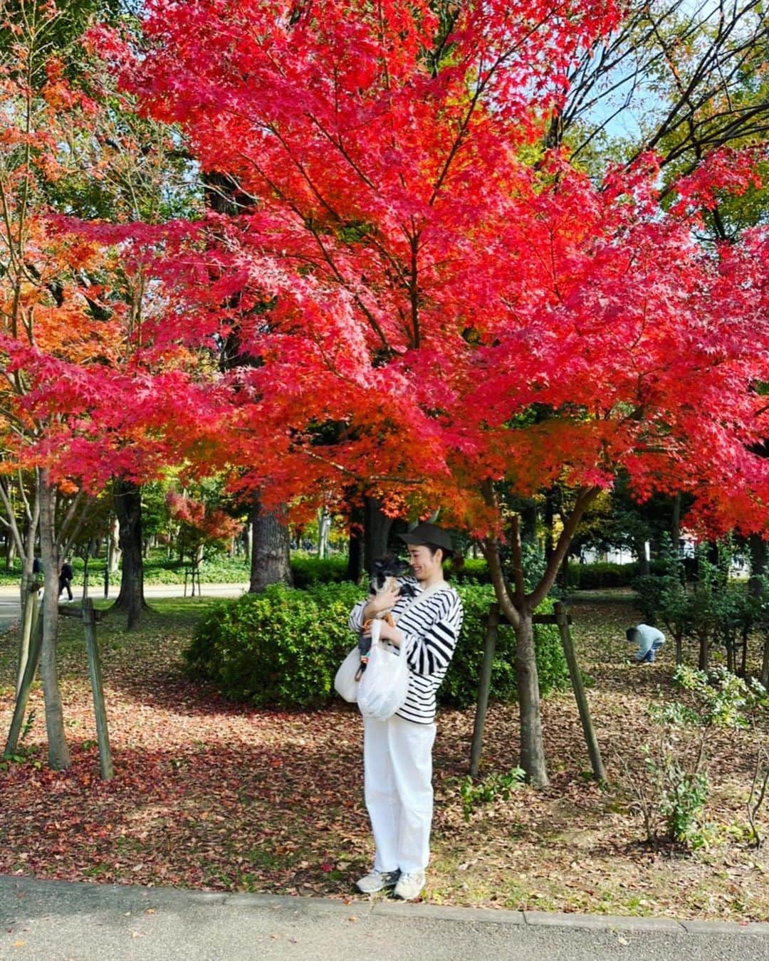 武田訓佳さんのインスタグラム写真 - (武田訓佳Instagram)「🍁 ・ 秋ひじき🐕‍🦺🧡 ・ ・ ぼちぼち秋を楽しんでる🥰 ・ って言ってるけど… もう冬だね🧣🧦 ・ 体調崩してないですか？🫖🤍 ・ ・ わたしは… 投稿がたまっております🙃 ・ ぼちぼちゆるゆるいきましょ💕 ・ ・ ・ #たけだの日常 #ひじ記 #秋散歩 #紅葉 #紅葉狩り #🍁 #ひじき #犬のいる暮らし #🐕‍🦺 #🐶 #いぬすたぐらむ #ミックス犬 #mix犬 #ピンプー #ミニチュアピンシャー #トイプードル #イッヌ #くっつき虫 #つけるよね🫠 #大冒険 #のち #丸洗い #🛁 #🤫」11月24日 17時05分 - kunika0117