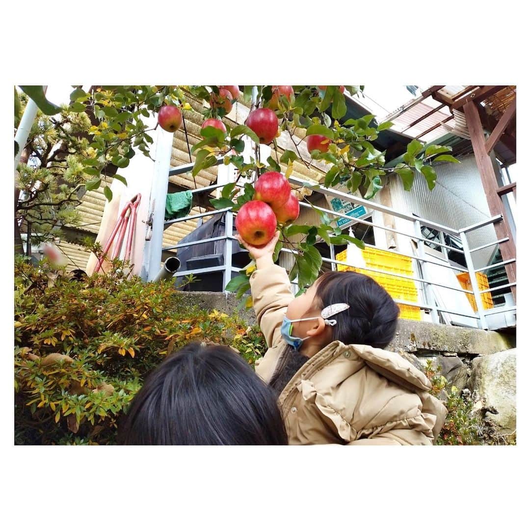 加藤沙知さんのインスタグラム写真 - (加藤沙知Instagram)「りんご狩り🍎  体重およそ18kgの姪っ子。  彼女の手が、りんごに届く所まで抱っこするのに必死な叔母は、私です。  筋トレしようかな。笑  #りんご#りんご狩り #ぐんま名月 #信濃ゴールド が好みでした🤭 #姪っ子 #休暇#沙知のお暇」11月24日 20時05分 - mrt.kato