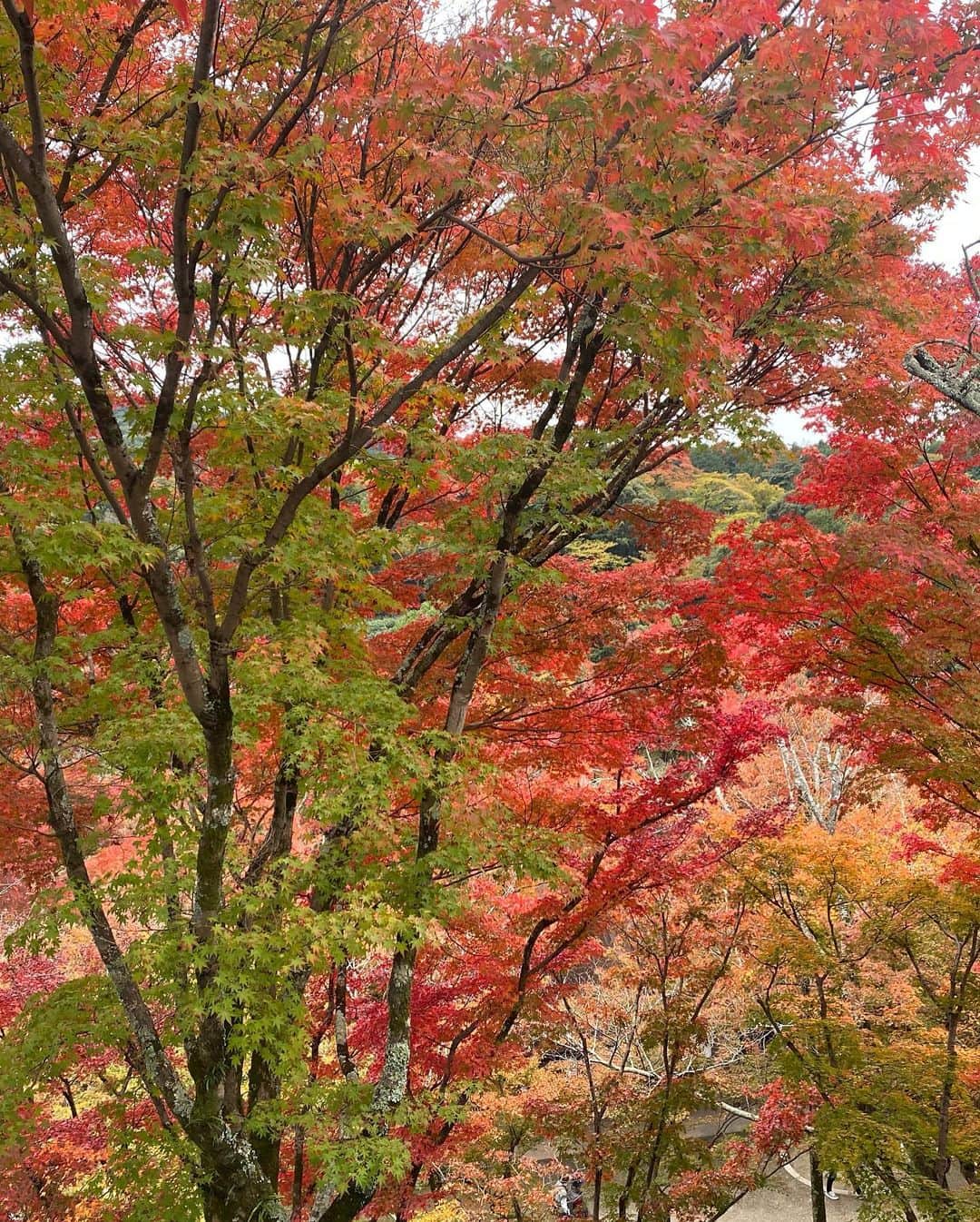 マリカさんのインスタグラム写真 - (マリカInstagram)「@irodorikyoto  着物レンタルして清水寺散策🍁🍂  いつも選ぶの早い私なんやけど @irodorikyoto さんの着物が ドンピシャすぎて悩んだ、、🥺❤️  清水寺近くやから観光も もってこいやで💕 カップルでの着付けも お客さん沢山居たから 羨ましかった😂😂🙌💥  ちなみにお昼はすぐ近くの ラーメン屋 @issunbousi_kyoto に いって西京味噌ラーメン食べたよ🍜  もちもち麺でござりました✨ めっちゃ近かったから 着付け前でも後でもいってみて💥  #着物 #祇園 #京都 #紅葉 #紅葉デート #ハイトーンショート #レトロ着物 #清水寺 #京都食べ歩き #関西モデル #ハイトーン #サロモ」11月24日 21時03分 - marika_h1127
