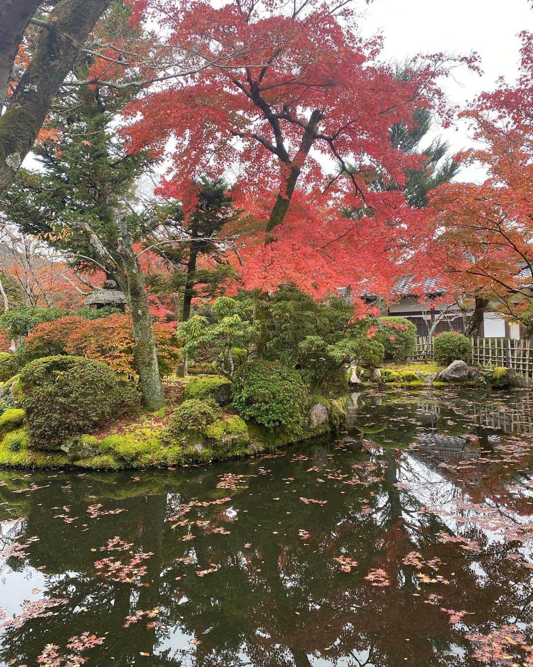 マリカさんのインスタグラム写真 - (マリカInstagram)「@irodorikyoto  着物レンタルして清水寺散策🍁🍂  いつも選ぶの早い私なんやけど @irodorikyoto さんの着物が ドンピシャすぎて悩んだ、、🥺❤️  清水寺近くやから観光も もってこいやで💕 カップルでの着付けも お客さん沢山居たから 羨ましかった😂😂🙌💥  ちなみにお昼はすぐ近くの ラーメン屋 @issunbousi_kyoto に いって西京味噌ラーメン食べたよ🍜  もちもち麺でござりました✨ めっちゃ近かったから 着付け前でも後でもいってみて💥  #着物 #祇園 #京都 #紅葉 #紅葉デート #ハイトーンショート #レトロ着物 #清水寺 #京都食べ歩き #関西モデル #ハイトーン #サロモ」11月24日 21時03分 - marika_h1127
