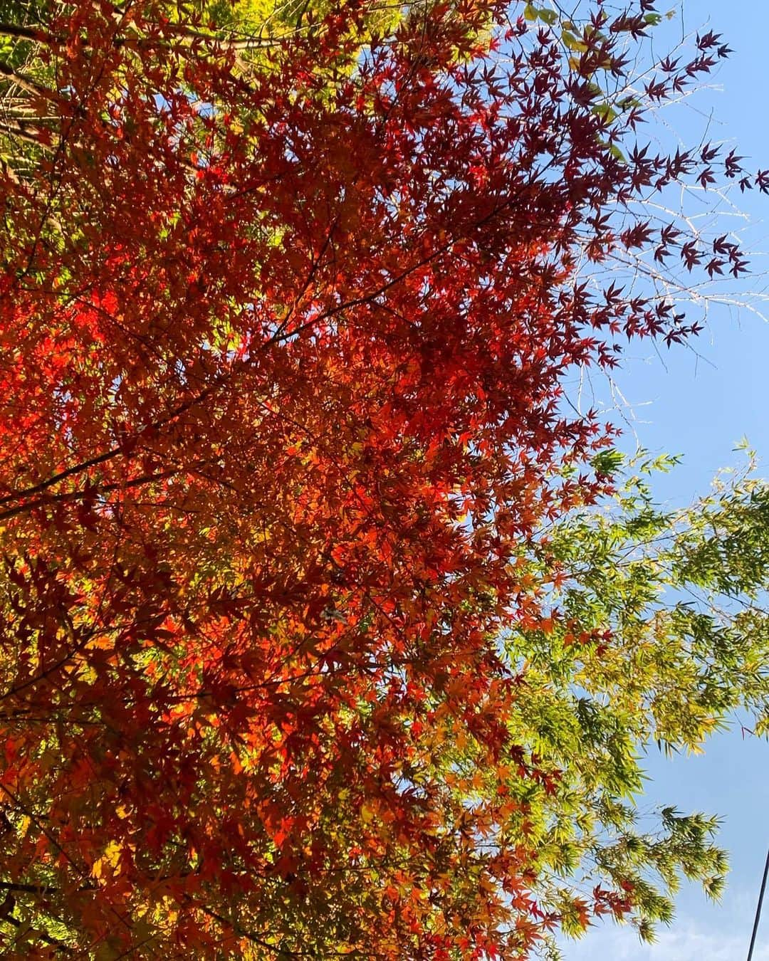 小山ティナさんのインスタグラム写真 - (小山ティナInstagram)「nice weather day ⤴︎☀️」11月25日 16時43分 - k_tina224