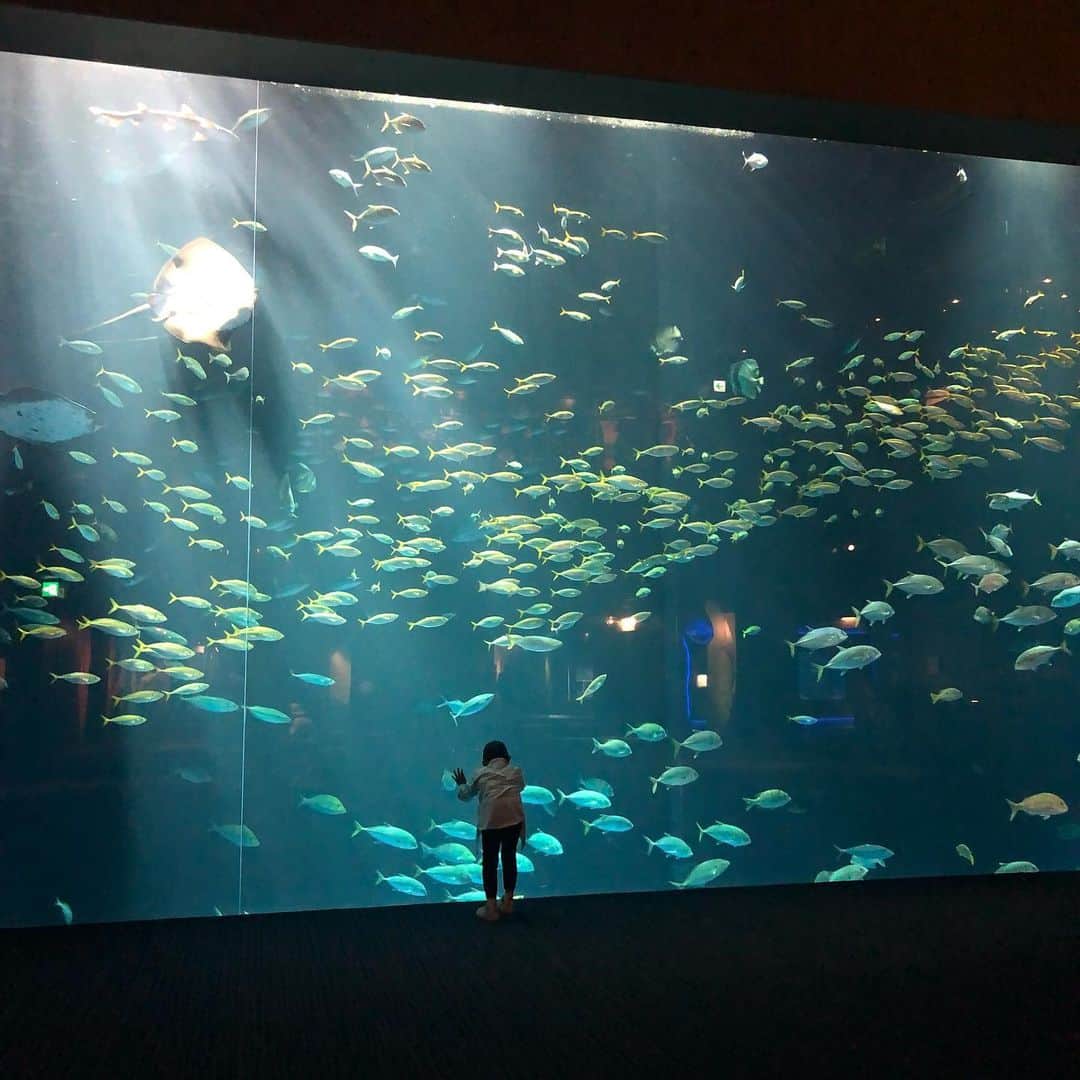 外村久美子さんのインスタグラム写真 - (外村久美子Instagram)「・ 🐠🐟🦞🦀🦐🦑🐡🐙🐳🦈 @shikoku_aquarium」11月26日 15時50分 - kummy153