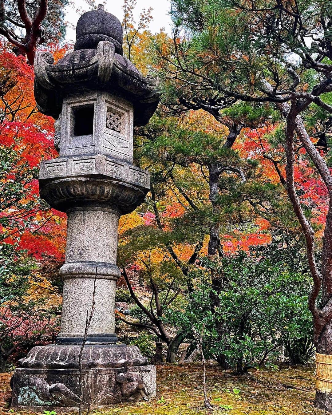 潘めぐみさんのインスタグラム写真 - (潘めぐみInstagram)「🍂 🍁 🍠 🌰 🍇 🍁 🍂  収録終わりの思いつきで。  素敵な２人と、束の間の紅葉を。  こうして、誰と過ごす時間を、より大切に過ごしてる。  #紅葉 #momiji #kouyou  #旧古河庭園 #tokyo #駒込 #komagome」11月26日 21時21分 - han_meg_han