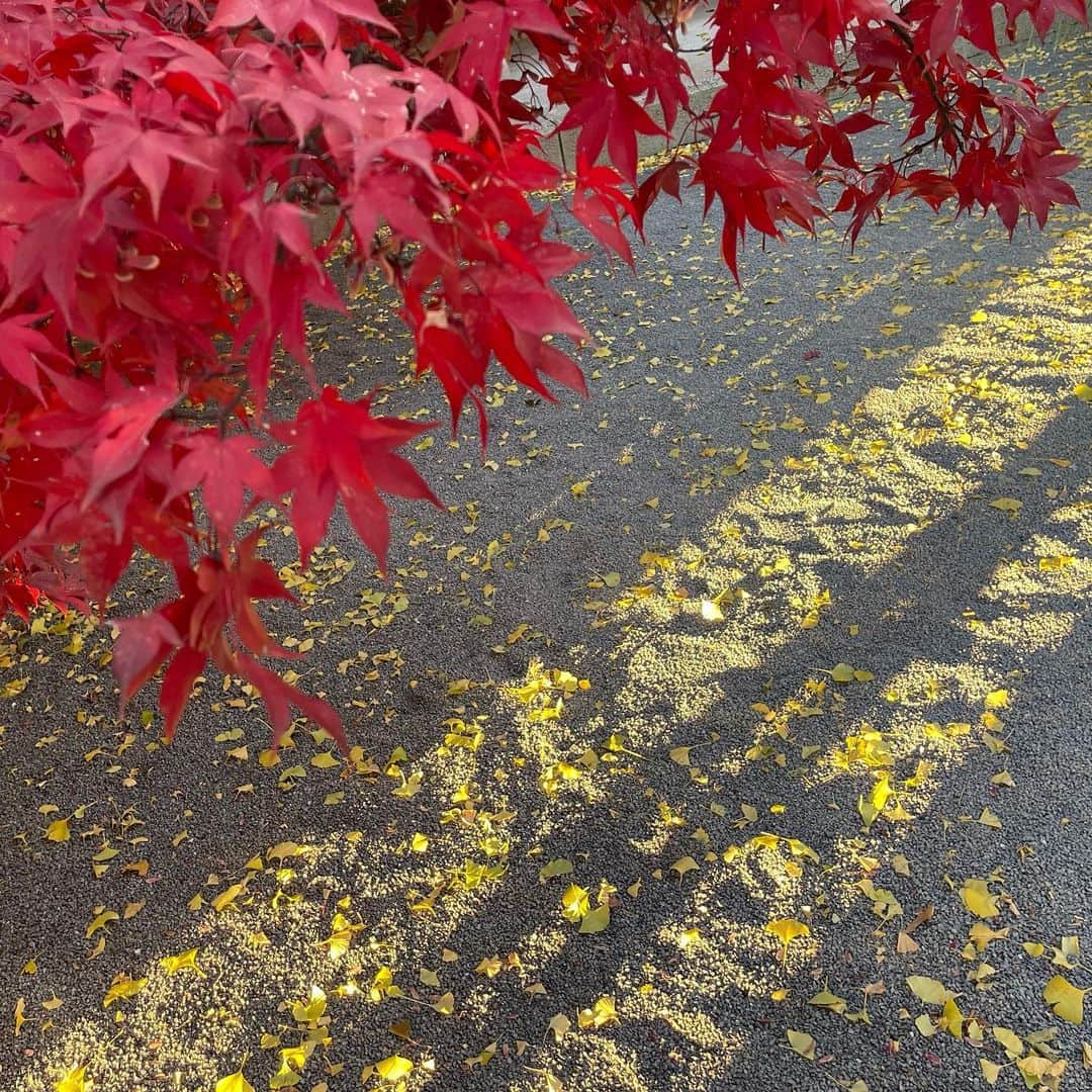 元井美貴さんのインスタグラム写真 - (元井美貴Instagram)「Hace unos días, fui a ver las hojas coloridas del otoño con mi madre🍁 Fue muy hermoso y pude disfrutar del paisaje estacional de Japón🇯🇵 Fuimos a unos templos en la prefectura de Nagano, que está en el centro del archipiélago japonés. Me parece que las hojas de los árboles en Tokio se colorearán en diciembre🍁🍂 Lo espero mucho✨  #紅葉2022 #スペイン語日記」11月26日 22時15分 - mikimotoi