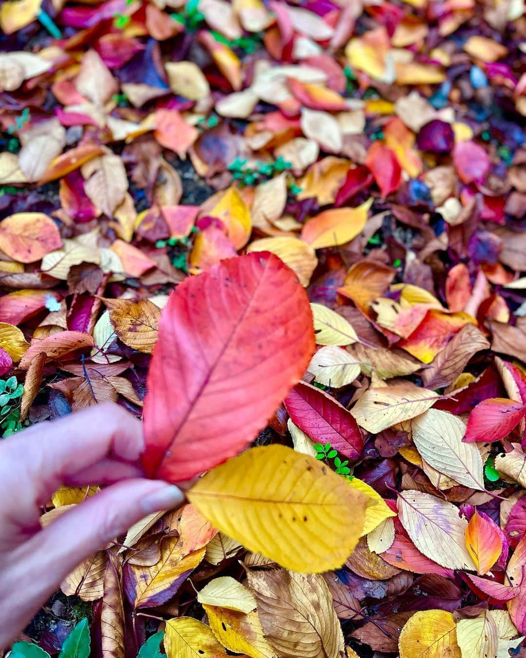 工藤静香さんのインスタグラム写真 - (工藤静香Instagram)「紅葉がとっても美しい✨✨🍁💕  エトくんもウキウキでした💕  ソメイヨシノの紅葉」11月27日 17時48分 - kudo_shizuka