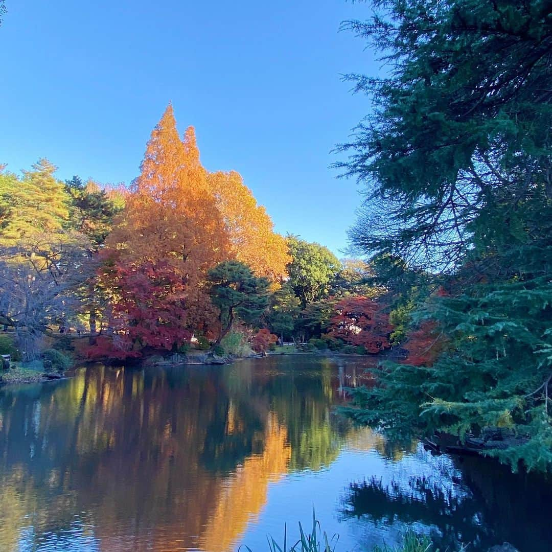 小尾渚沙さんのインスタグラム写真 - (小尾渚沙Instagram)「💚💛🧡  週末に新宿御苑へ🍁 グラデーションが綺麗で癒されました🥰  気付けば11月も残り僅かですね！ 今週も宜しくお願いします💕 張り切っていきましょ〜💪🏼💪🏼 . . #新宿御苑 #お散歩」11月28日 12時01分 - obi_nagisa