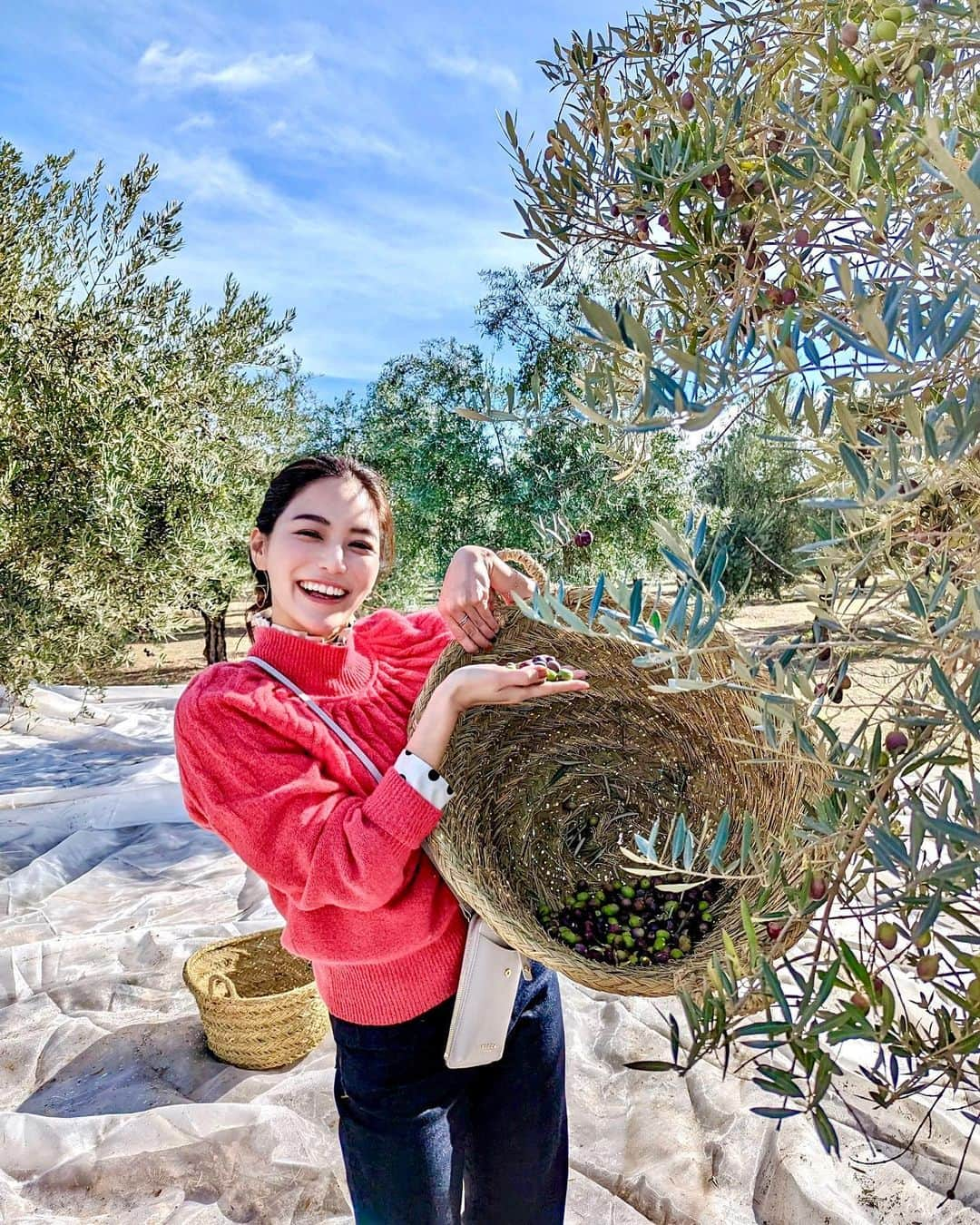 石井里奈さんのインスタグラム写真 - (石井里奈Instagram)「1780年から続くオリーブ農家🫒 Castillo de Canena カスティージョデカネナ	 . 2000ヘクタールのオリーブ畑👏 そこで収穫体験をさせてもらいました👨‍🌾🫒 手でもぐスタイル！お天気も良くてとっても楽しかった☀️︎💕︎ . 日本では生産地や品種を見ずにオリーブオイルを買うことが多いけどちゃんと品種があって味も香りと違うの🥺❗️ ピクアル、アルベッキーナ、そして在来品種のロヤル種が伝統式、密植式でここでは栽培されていてバイオダイナミック認証を取っている生産者👏 農家の前は工場見学もさせてもらったんだけどすごい管理されていて凄かった💜 採れたてのオリーブを機械に入れてすぐにオリーブオイルにしてくれてそれがまたすごく美味しかった🥺✨のでまた投稿するね🫶 . tops... @emporioarmani  shirts... @tomorrowland_jp  jeans... @yanuk_official  nails... @risa.ujunail  渡航前にりさちゃんにオリーブネイルしてもらったらピッタリでした🫒 それと無事日本に帰国しました🇯🇵 . @oliveoilsspainjp @castillodecanena  #oliveoilfromspain　#spanishoiliveoil #Spain #spanishproduct #helthylifestyle #triptospain #スペイン産オリーブオイル #スペイン　#castillodecanena #オリーブ畑 #農家 #収穫 #畑 #野菜」11月28日 13時43分 - ri7tin1025