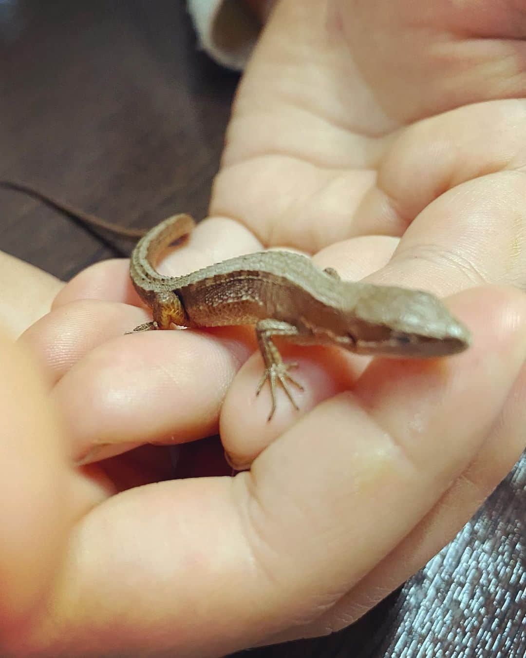 高島彩さんのインスタグラム写真 - (高島彩Instagram)「最近、我が家の仲間入りを果たした  カナヘビのトカちゃん  娘たちが立体迷路を作りましたが  思うようには進んでくれず  試行錯誤中🌀  意外とかわいいんです、、、」11月28日 16時38分 - aya.takashima_official_2021