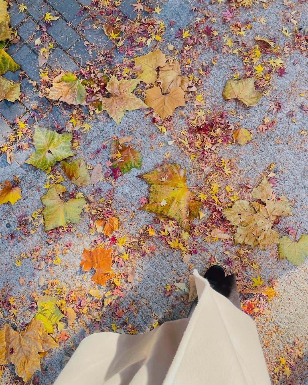小澤陽子さんのインスタグラム写真 - (小澤陽子Instagram)「🍂  秋が終わりますねぇ…  楽しみ？？ 嫌だなぁ(寂しいなぁ)？？  みなさんどっち派ですか？🦒🍁  #おっきな葉っぱ🍁 #秋の終わり。 #autumn  #日本の四季は美しい」11月28日 18時17分 - yoko.ozawa729
