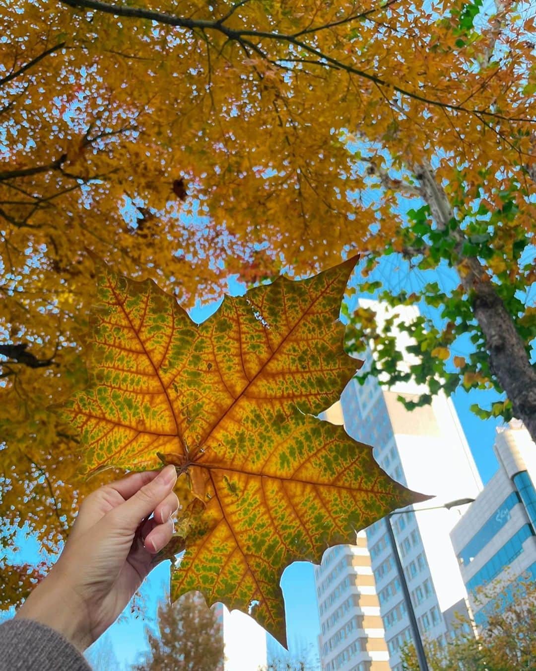 小澤陽子さんのインスタグラム写真 - (小澤陽子Instagram)「🍂  秋が終わりますねぇ…  楽しみ？？ 嫌だなぁ(寂しいなぁ)？？  みなさんどっち派ですか？🦒🍁  #おっきな葉っぱ🍁 #秋の終わり。 #autumn  #日本の四季は美しい」11月28日 18時17分 - yoko.ozawa729