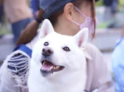 加藤あやのさんのインスタグラム写真 - (加藤あやのInstagram)「オフ会参加の時のかぁちゃんと、こまこさん。  #愛犬」11月28日 20時15分 - ayano_kato929
