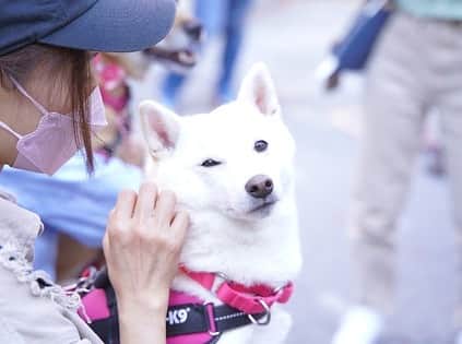 加藤あやのさんのインスタグラム写真 - (加藤あやのInstagram)「オフ会参加の時のかぁちゃんと、こまこさん。  #愛犬」11月28日 20時15分 - ayano_kato929