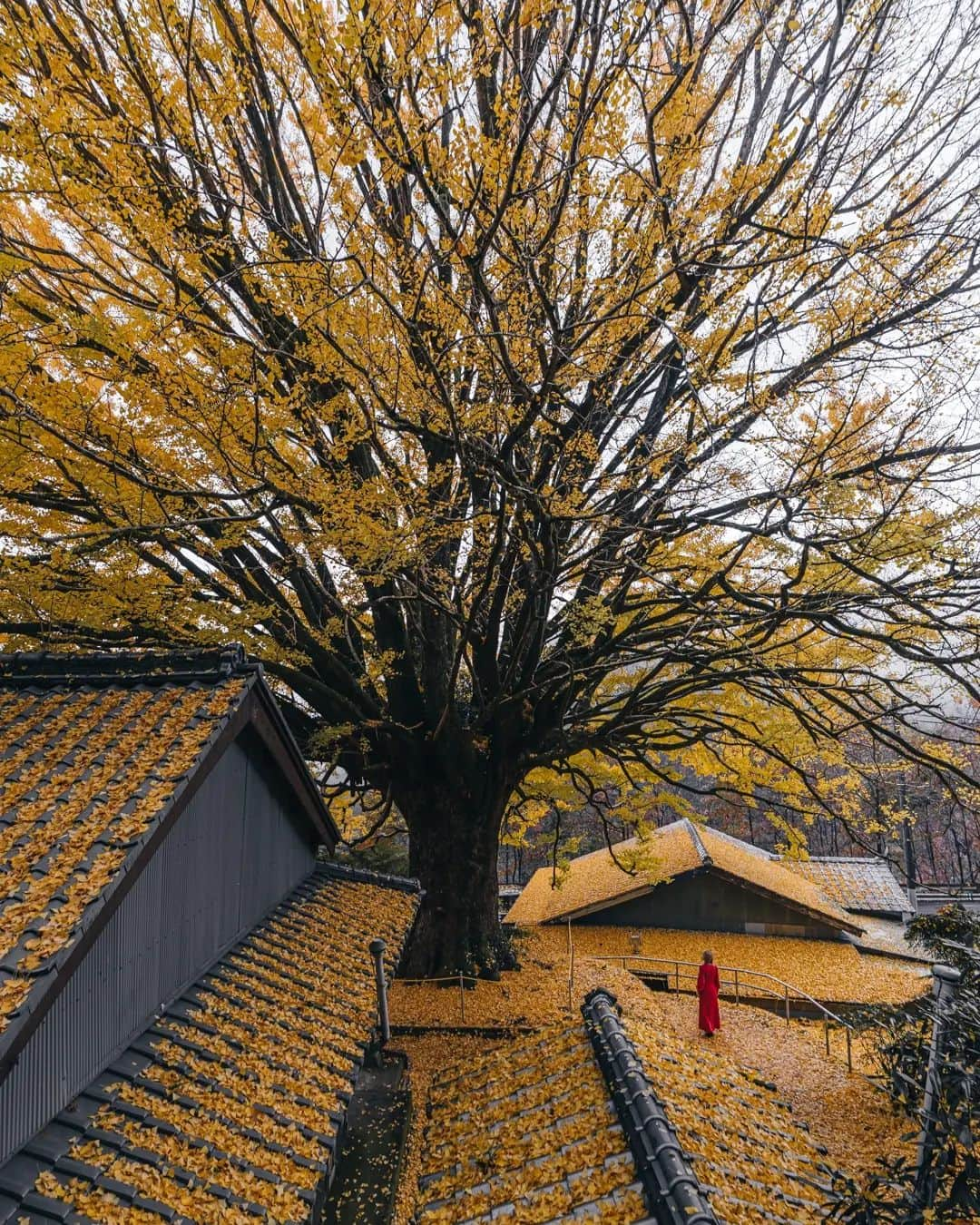 deepskyさんのインスタグラム写真 - (deepskyInstagram)「Yellow World  . . #ginko #authmn #紅葉 #いちょう #イチョウ #銀杏 #wakayama . . . #voyaged #stayandwonder  #awesomephotographers  #complexphotos  #sony #earth #earthpix  #lovetheworld  #beautifuldestinations #landscapephoto #landscapelovers #travel #roamearth #photography」11月28日 20時59分 - _deepsky