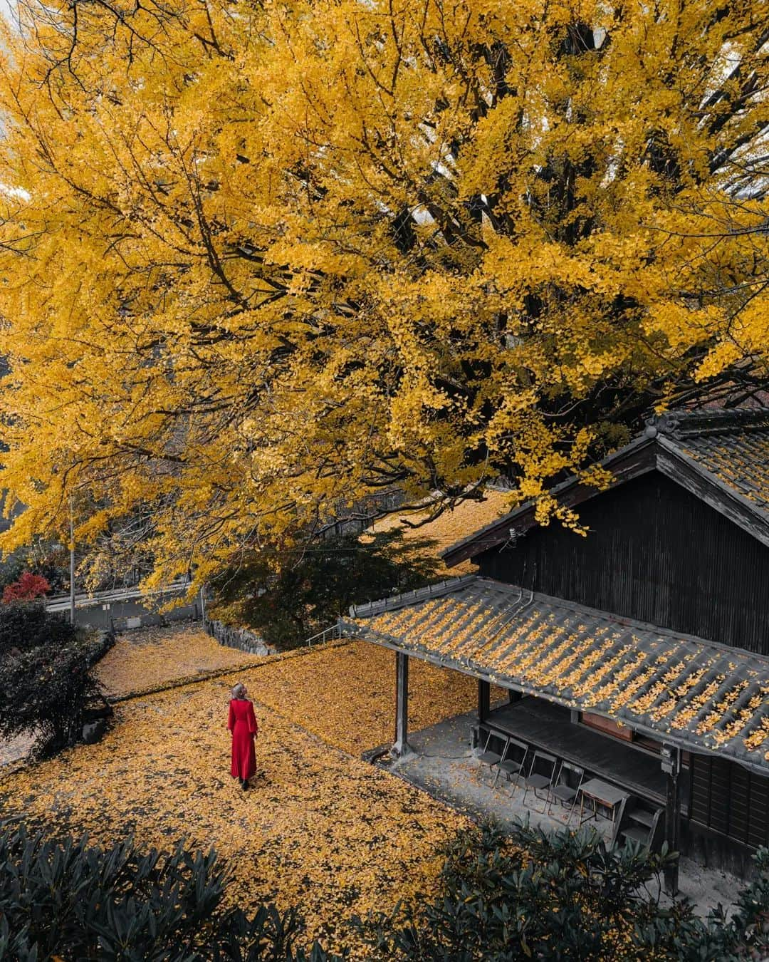 deepskyさんのインスタグラム写真 - (deepskyInstagram)「Yellow World  . . #ginko #authmn #紅葉 #いちょう #イチョウ #銀杏 #wakayama . . . #voyaged #stayandwonder  #awesomephotographers  #complexphotos  #sony #earth #earthpix  #lovetheworld  #beautifuldestinations #landscapephoto #landscapelovers #travel #roamearth #photography」11月28日 20時59分 - _deepsky