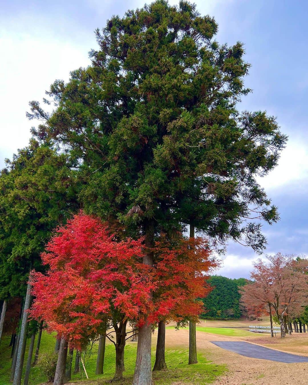 田中美佐子さんのインスタグラム写真 - (田中美佐子Instagram)「紅葉ラストのゴルフになりました。 それでもまだまだ綺麗に色づいていましたよ^_^  今日のゴルフは中々紅葉見るほど余裕なし。 キャディさんがいなかったら、パターは１ホール５パットくらいはしていたのでは？というくらい自分の読みがひどかった。 久しく出していなかった103😆 でも私には最高点です。 このゴルフ場は滅多に行かないところだから、行けただけでリゾート気分です👍 先日石川遼くんが優勝した太平洋マスターズ。 御殿場コースに行ってきました。 ここは中々取れないらしい。 メンテナンスがいいゴルフ場です。 そこやかしこにバンカーがあって、ものすごく嫌なところに池もあるけど、美しいのです。 とにかく気持ちよくて綺麗なゴルフ場です。  私はレディースから打つんだけど ちょうど落とし所に、両側にバンカーがあって、めちゃ気合い入ります。 バンカーの砂がね、これまた、砂っぽくなくて真っ白で、、きめが荒くて、出す時だふると飛ばない。すごく重く感じる。終わってから気づいたけど、あれは薄くとらなくちゃだめかな、、、って。ほんと今更。  でも１００超えてもいい！ なぜなら名物ホールの１８番でボギーが取れたから。 それだけでもうすごく！すごい！ 私にはすごいこと！ キャディさんのいう通りにパットを打ったら入りましたー！ その１８番、むかーし始めて回った時、太平洋マスターズ大会の1週間前くらいでプロ仕様に完全に仕上がってました。 ２段グリーンが異常な速さで、グリーンに乗ったのにそのまま転がって池に入るという恐ろしいグリーンでした。 ２０くらい叩いたのです。 ２段グリーンに直接乗らないとみんな池に落ちてしまうという、、。 プロはこんな恐ろしいプレイをあんな簡単にやっちゃうんだと心から尊敬しちゃいました。 今日はそれほど早くもなかったので⭕️ 初めてが２０。 今日は６。  成長した💪 いつかはパー👍  #太平洋マスターズ#太平洋クラブ#御殿場コース#キャディさんありがとう #最後の写真はお天気のいい日の別なゴルフ場の写真です。今日は天気悪くて見えなかったから。」11月28日 22時02分 - tanakamisako_
