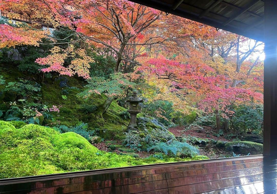 駒田奈美さんのインスタグラム写真 - (駒田奈美Instagram)「・ ・ ・ 『瑠璃光院』 ・ ・ 書院二階から臨む瑠璃の庭 ・ 写経机に映り込む紅葉は鮮やかで美しい ・ ・ お抹茶で一服 ・ ・ ・ #京都紅葉 #瑠璃光院#瑠璃光院秋の特別拝観 #京都#紅葉#紅葉スポット #八瀬#秋#駒田奈美#モデル#アラフィフ#美魔女#お抹茶#一服」11月29日 11時28分 - nami.komada