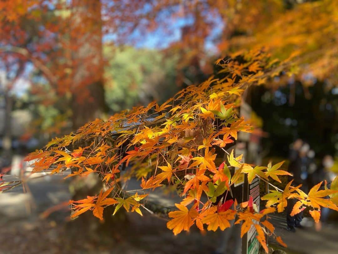 島津咲苗さんのインスタグラム写真 - (島津咲苗Instagram)「今年は紅葉の名所に行けていなかったけれど、伊賀でのロケ中になんとも美しい紅葉を発見🍁 みなさんにも見ていただきたく😊」11月29日 18時03分 - sanae_shimazu