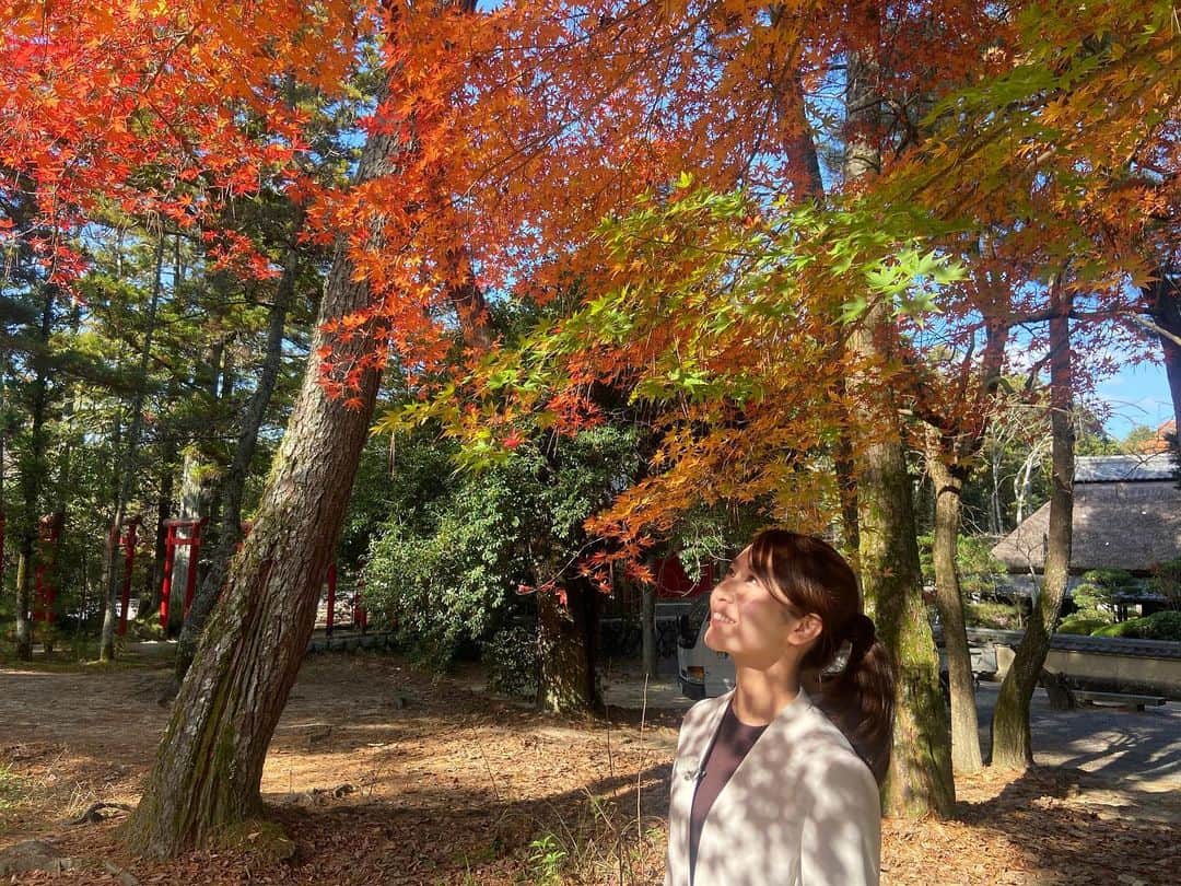 島津咲苗さんのインスタグラム写真 - (島津咲苗Instagram)「今年は紅葉の名所に行けていなかったけれど、伊賀でのロケ中になんとも美しい紅葉を発見🍁 みなさんにも見ていただきたく😊」11月29日 18時03分 - sanae_shimazu