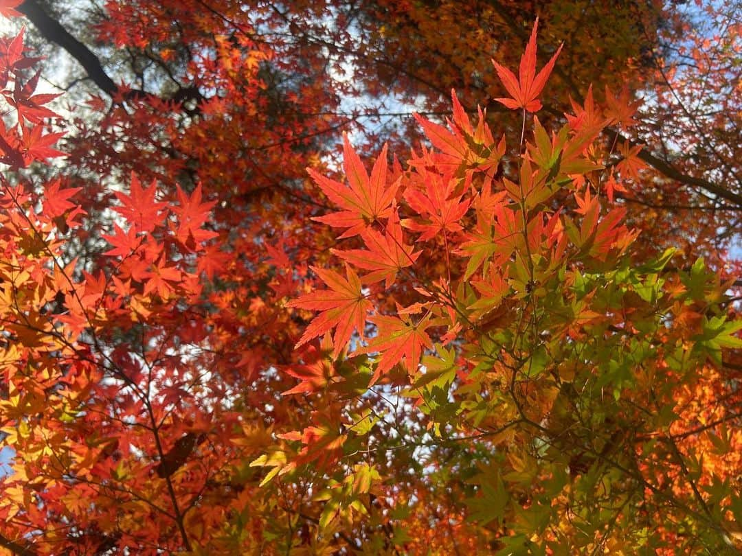 島津咲苗さんのインスタグラム写真 - (島津咲苗Instagram)「今年は紅葉の名所に行けていなかったけれど、伊賀でのロケ中になんとも美しい紅葉を発見🍁 みなさんにも見ていただきたく😊」11月29日 18時03分 - sanae_shimazu