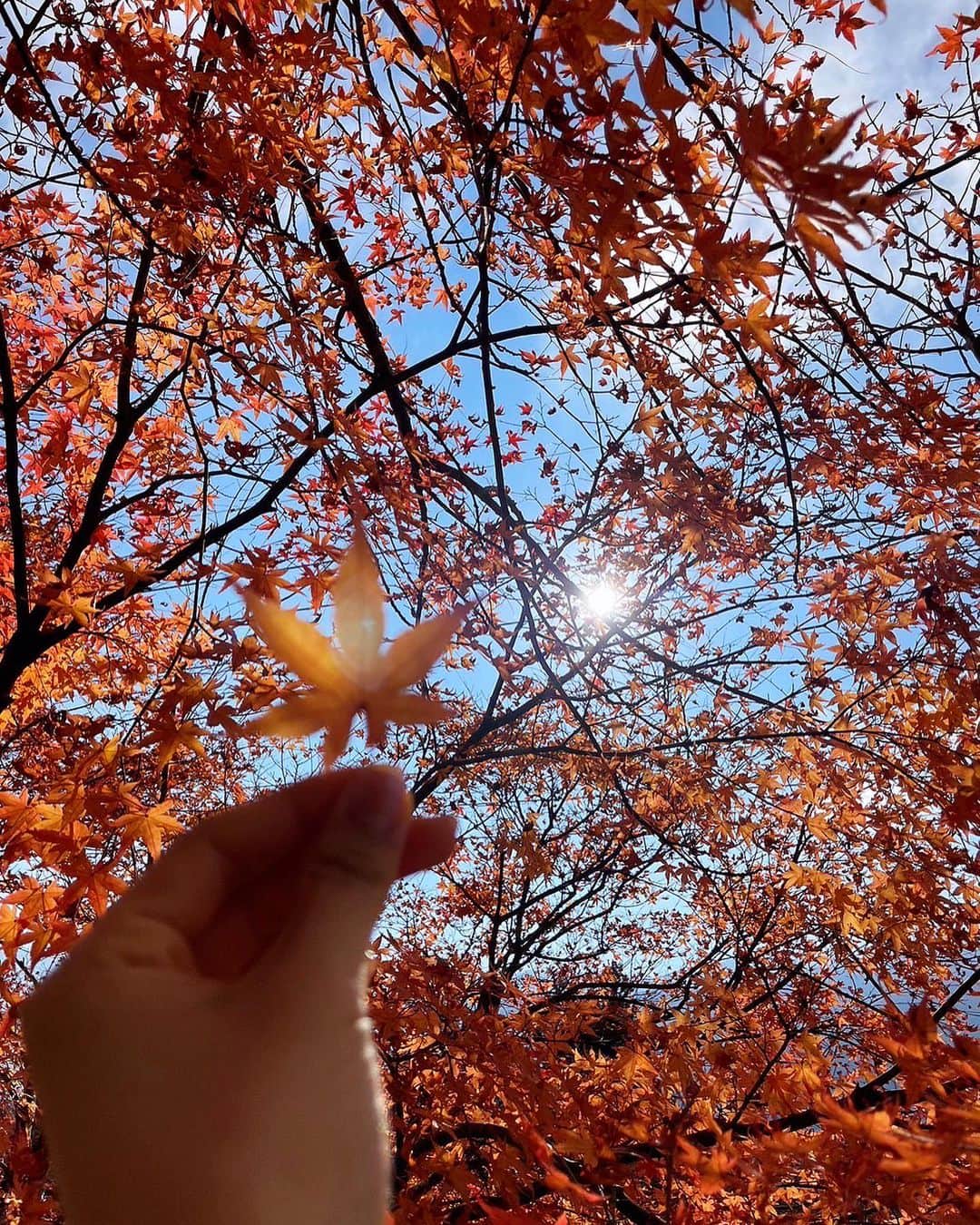 小栗有以さんのインスタグラム写真 - (小栗有以Instagram)「自然の力を頂きました🌳🍁💫  森の空気が綺麗でした😌  #パワースポット #樹木#御神木#紅葉」11月29日 18時32分 - yuioguri_1226