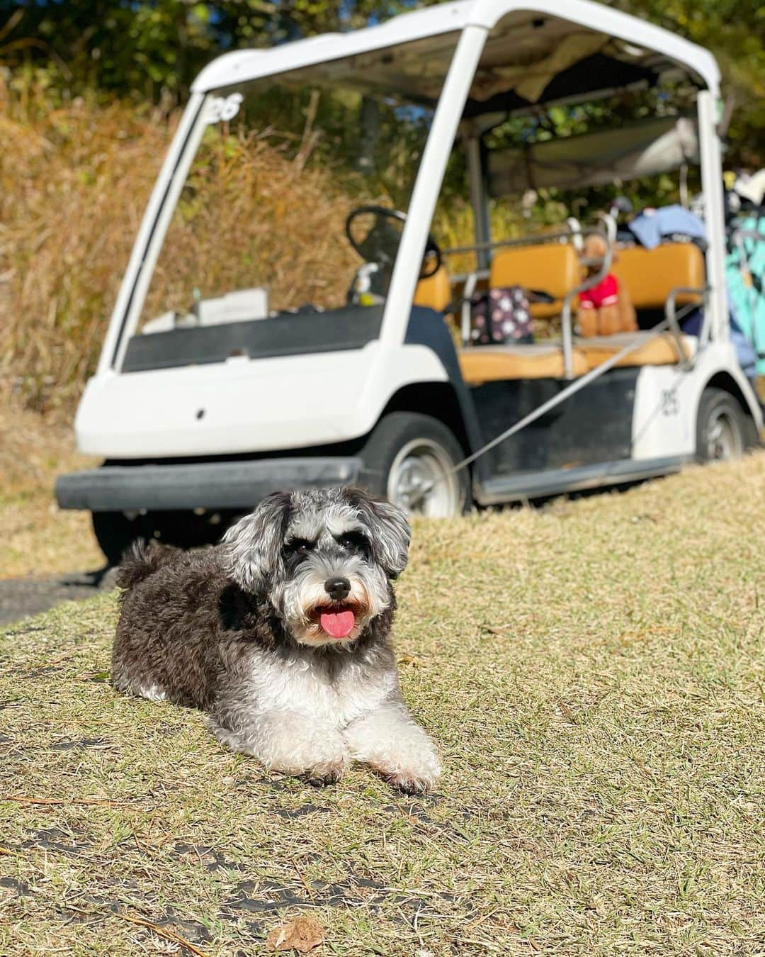 西山真以さんのインスタグラム写真 - (西山真以Instagram)「GOLFDAY⛳️🐶☀️  #GOLF #miniatureschnauzer」11月29日 19時54分 - mai0830