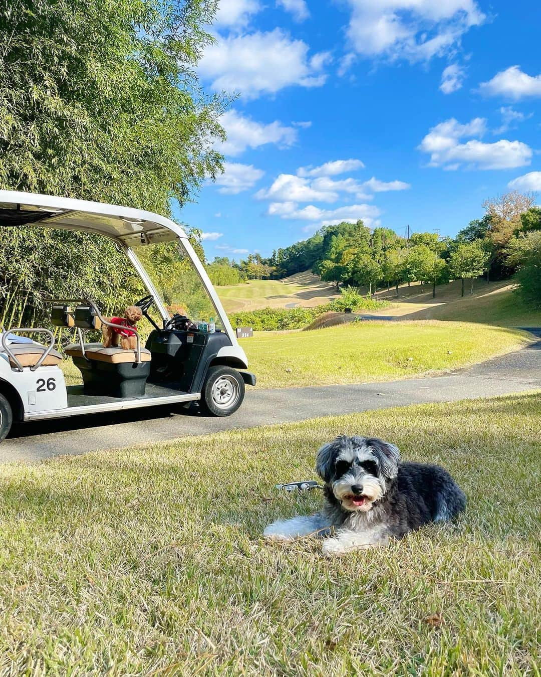 西山真以さんのインスタグラム写真 - (西山真以Instagram)「GOLFDAY⛳️🐶☀️  #GOLF #miniatureschnauzer」11月29日 19時54分 - mai0830