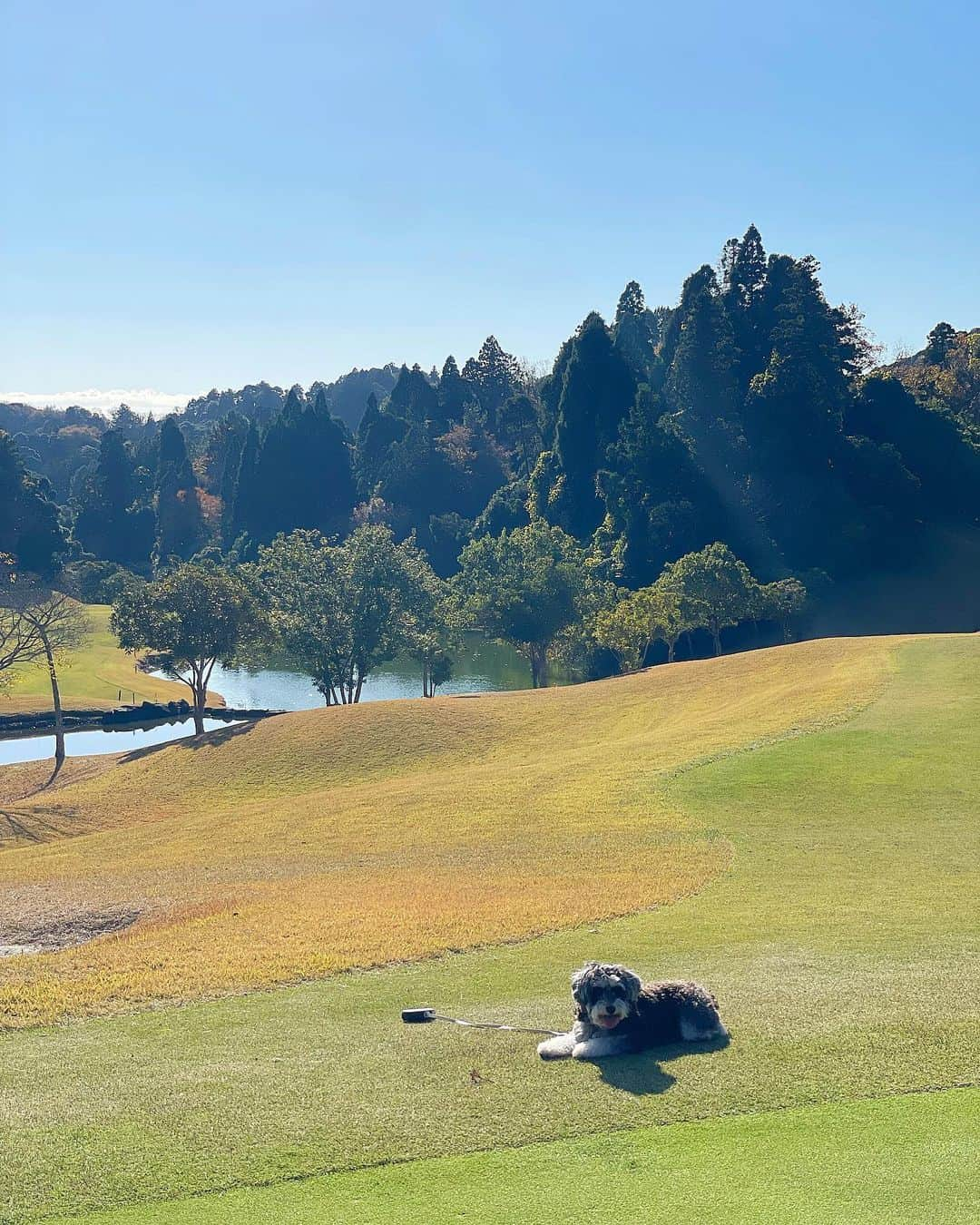 西山真以さんのインスタグラム写真 - (西山真以Instagram)「GOLFDAY⛳️🐶☀️  #GOLF #miniatureschnauzer」11月29日 19時54分 - mai0830