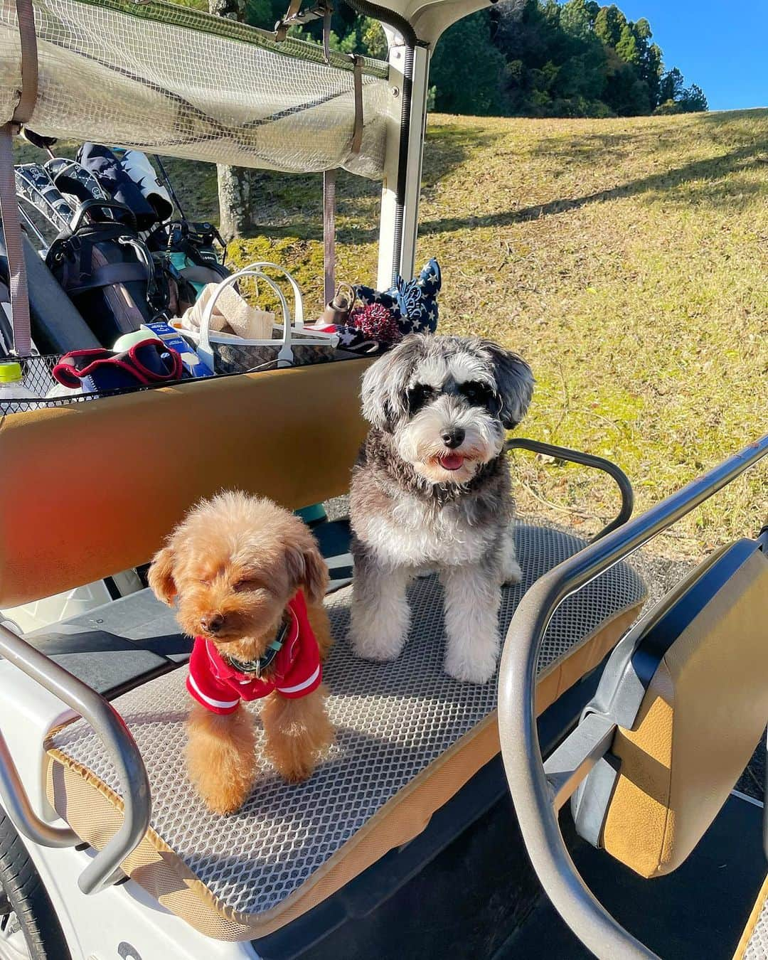 西山真以さんのインスタグラム写真 - (西山真以Instagram)「GOLFDAY⛳️🐶☀️  #GOLF #miniatureschnauzer」11月29日 19時54分 - mai0830