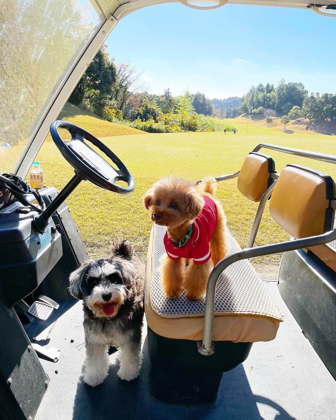 西山真以さんのインスタグラム写真 - (西山真以Instagram)「GOLFDAY⛳️🐶☀️  #GOLF #miniatureschnauzer」11月29日 19時54分 - mai0830