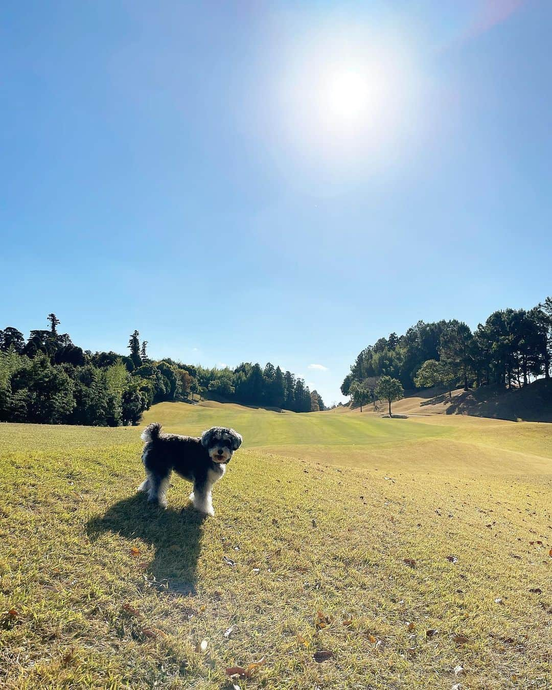 西山真以さんのインスタグラム写真 - (西山真以Instagram)「GOLFDAY⛳️🐶☀️  #GOLF #miniatureschnauzer」11月29日 19時54分 - mai0830