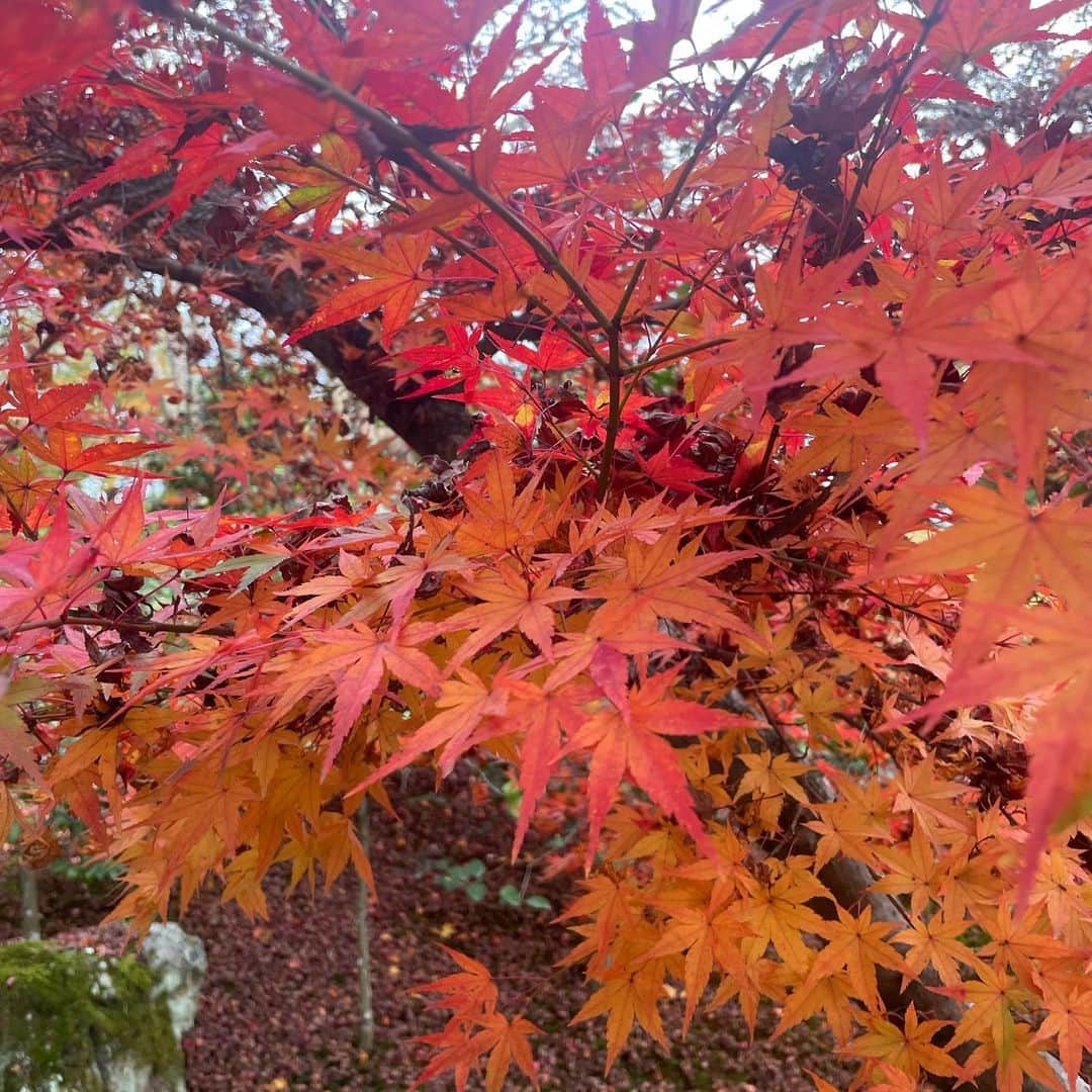 中林美和さんのインスタグラム写真 - (中林美和Instagram)「Beautiful Kyoto🍁🍂🍃  #京都#紅葉#金閣寺#kyoto#kinkakuji」11月30日 0時59分 - miwanakabayashi
