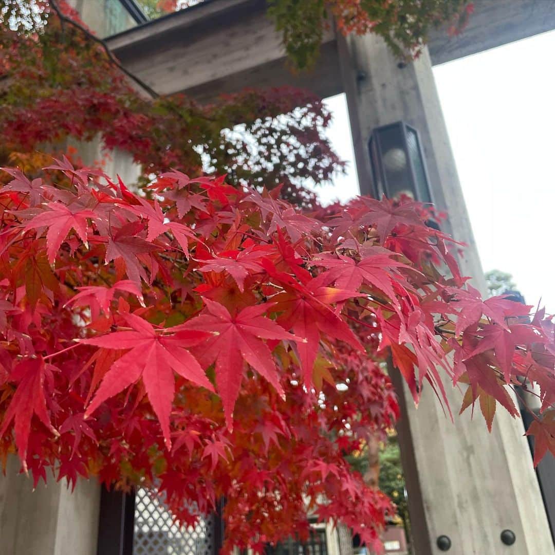 中林美和さんのインスタグラム写真 - (中林美和Instagram)「Beautiful Kyoto🍁🍂🍃  #京都#紅葉#金閣寺#kyoto#kinkakuji」11月30日 0時59分 - miwanakabayashi