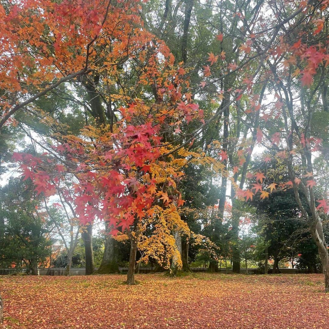 中林美和さんのインスタグラム写真 - (中林美和Instagram)「Beautiful Kyoto🍁🍂🍃  #京都#紅葉#金閣寺#kyoto#kinkakuji」11月30日 0時59分 - miwanakabayashi