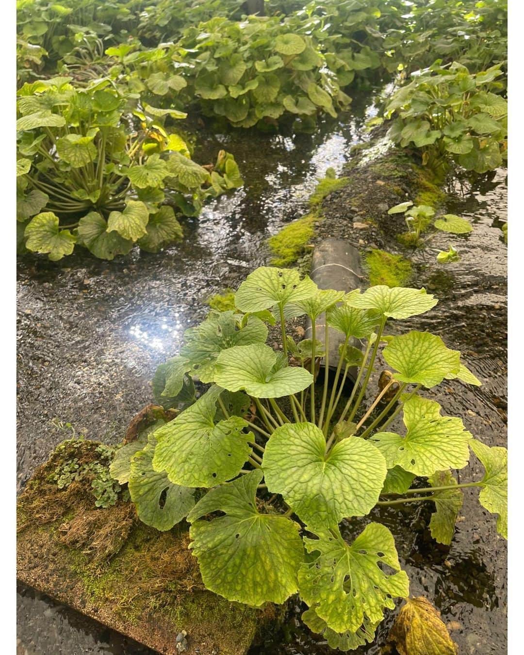 佐々木希さんのインスタグラム写真 - (佐々木希Instagram)「長野県安曇野市で わさびの収穫体験をさせていただきました！綺麗に輝いているお水で育った立派なわさび。 体験させていただき感謝です！」11月30日 11時34分 - nozomisasaki_official