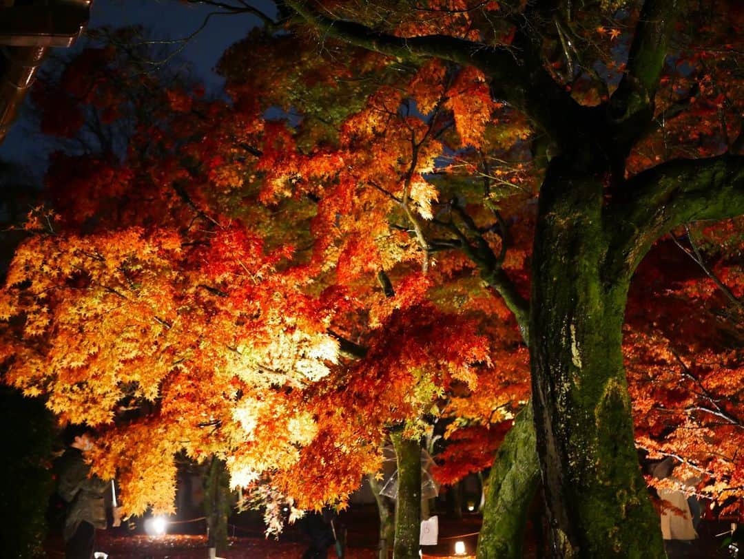 八鍬里美さんのインスタグラム写真 - (八鍬里美Instagram)「紅葉見に京都へ🍁 1日目雨だったから予定変更して東福寺に行きました🏯 ライトアップされててキレイな紅葉見れました〜🥹感動✨✨ コーデはピスタチオカラーのニットOPにしたよ☺️かわいい！  夜ご飯は牛懐石料理とすき焼きを食べました❤️  #京都#京都旅行#紅葉#東福寺#先斗町#ミシェルマカロン#michellmacaron」11月30日 18時42分 - satomi_yakuwa