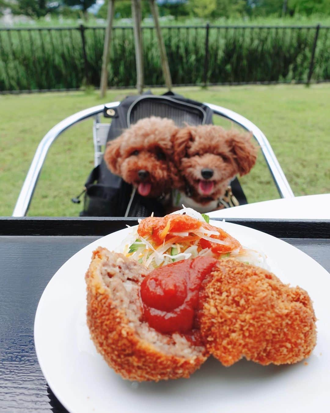 茉莉さんのインスタグラム写真 - (茉莉Instagram)「🍴🥐☕️🍰 （スワイプしてね✨） . . 愛犬と行ける！🐶 山形おすすめスポット4選💛 . . （1枚目） 『道の駅　川のみなと長井』 食堂横にはテラス席がいくつも◎！✨ 芝生を眺めながら食べる、 長井市の特産品、馬肉🥩を使った、 肉肉しいコロッケは絶品です！ . . （2~3枚目） 『Cafe and Gallery 月と星』 なんと…！このガトーショコラ、 お豆腐で出来てるんです！🍫😳 本当に乳製品不使用なの！？と 思っちゃうくらい美味しかったです♬ ヴィーガンメニューがたくさんある、 身体に優しいカフェ☕️🌿 . . （4枚目） 『カフェ　グラーノ』 自慢は本格的なナポリピッツァが味わえるお店🍕 パン屋さんも併設されていて、 素材や味にこだわったパンがたくさん並んでいます🍞 私は豆乳ロールパンをゲットっ！ 優しい素朴な味が美味しくて 3個入りを全てペロリ…😋笑 . . （5~6枚目） 『BOTA coffee 』 約50年以上前の傘屋だったお店の良さを残しつつ、リノベーションされた珈琲屋さん。 深煎りのコーヒーを専門としている為、 苦味や大人の味を感じたい人におすすめ👍 一番人気のプリンも🍮甘さ控えめで カラメルソースも濃厚… 珈琲との相性抜群でした◎！ . . #愛犬とお出かけ#犬同伴可#わんこと旅行#犬と行けるカフェ#ワンちゃんok#テラス席ワンコok#山形グルメ#山形観光#山形ランチ#山形わんこ#観光スポット#山形への旅#犬連れ旅#犬連れ旅行#愛犬と旅行#ワンちゃん同伴ok  #道の駅川のみなと長井#川のみなと長井#馬肉コロッケ#ヴィーガンメニュー#豆腐のガトーショコラ#cafeandgallery月と星#カフェグラーノ#寒河江カフェ #豆乳パン#ボタコーヒー#botacoffee #濃厚プリン#深煎りコーヒー」11月30日 20時06分 - mari._xx