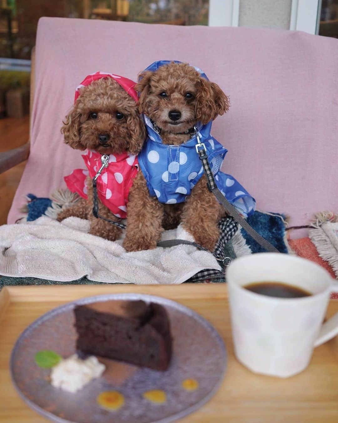 茉莉さんのインスタグラム写真 - (茉莉Instagram)「🍴🥐☕️🍰 （スワイプしてね✨） . . 愛犬と行ける！🐶 山形おすすめスポット4選💛 . . （1枚目） 『道の駅　川のみなと長井』 食堂横にはテラス席がいくつも◎！✨ 芝生を眺めながら食べる、 長井市の特産品、馬肉🥩を使った、 肉肉しいコロッケは絶品です！ . . （2~3枚目） 『Cafe and Gallery 月と星』 なんと…！このガトーショコラ、 お豆腐で出来てるんです！🍫😳 本当に乳製品不使用なの！？と 思っちゃうくらい美味しかったです♬ ヴィーガンメニューがたくさんある、 身体に優しいカフェ☕️🌿 . . （4枚目） 『カフェ　グラーノ』 自慢は本格的なナポリピッツァが味わえるお店🍕 パン屋さんも併設されていて、 素材や味にこだわったパンがたくさん並んでいます🍞 私は豆乳ロールパンをゲットっ！ 優しい素朴な味が美味しくて 3個入りを全てペロリ…😋笑 . . （5~6枚目） 『BOTA coffee 』 約50年以上前の傘屋だったお店の良さを残しつつ、リノベーションされた珈琲屋さん。 深煎りのコーヒーを専門としている為、 苦味や大人の味を感じたい人におすすめ👍 一番人気のプリンも🍮甘さ控えめで カラメルソースも濃厚… 珈琲との相性抜群でした◎！ . . #愛犬とお出かけ#犬同伴可#わんこと旅行#犬と行けるカフェ#ワンちゃんok#テラス席ワンコok#山形グルメ#山形観光#山形ランチ#山形わんこ#観光スポット#山形への旅#犬連れ旅#犬連れ旅行#愛犬と旅行#ワンちゃん同伴ok  #道の駅川のみなと長井#川のみなと長井#馬肉コロッケ#ヴィーガンメニュー#豆腐のガトーショコラ#cafeandgallery月と星#カフェグラーノ#寒河江カフェ #豆乳パン#ボタコーヒー#botacoffee #濃厚プリン#深煎りコーヒー」11月30日 20時06分 - mari._xx