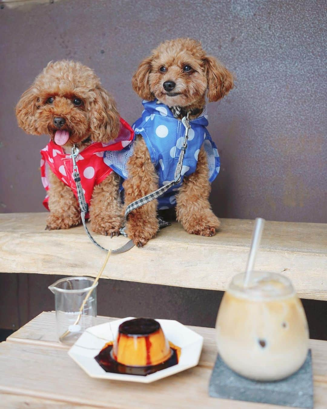 茉莉さんのインスタグラム写真 - (茉莉Instagram)「🍴🥐☕️🍰 （スワイプしてね✨） . . 愛犬と行ける！🐶 山形おすすめスポット4選💛 . . （1枚目） 『道の駅　川のみなと長井』 食堂横にはテラス席がいくつも◎！✨ 芝生を眺めながら食べる、 長井市の特産品、馬肉🥩を使った、 肉肉しいコロッケは絶品です！ . . （2~3枚目） 『Cafe and Gallery 月と星』 なんと…！このガトーショコラ、 お豆腐で出来てるんです！🍫😳 本当に乳製品不使用なの！？と 思っちゃうくらい美味しかったです♬ ヴィーガンメニューがたくさんある、 身体に優しいカフェ☕️🌿 . . （4枚目） 『カフェ　グラーノ』 自慢は本格的なナポリピッツァが味わえるお店🍕 パン屋さんも併設されていて、 素材や味にこだわったパンがたくさん並んでいます🍞 私は豆乳ロールパンをゲットっ！ 優しい素朴な味が美味しくて 3個入りを全てペロリ…😋笑 . . （5~6枚目） 『BOTA coffee 』 約50年以上前の傘屋だったお店の良さを残しつつ、リノベーションされた珈琲屋さん。 深煎りのコーヒーを専門としている為、 苦味や大人の味を感じたい人におすすめ👍 一番人気のプリンも🍮甘さ控えめで カラメルソースも濃厚… 珈琲との相性抜群でした◎！ . . #愛犬とお出かけ#犬同伴可#わんこと旅行#犬と行けるカフェ#ワンちゃんok#テラス席ワンコok#山形グルメ#山形観光#山形ランチ#山形わんこ#観光スポット#山形への旅#犬連れ旅#犬連れ旅行#愛犬と旅行#ワンちゃん同伴ok  #道の駅川のみなと長井#川のみなと長井#馬肉コロッケ#ヴィーガンメニュー#豆腐のガトーショコラ#cafeandgallery月と星#カフェグラーノ#寒河江カフェ #豆乳パン#ボタコーヒー#botacoffee #濃厚プリン#深煎りコーヒー」11月30日 20時06分 - mari._xx