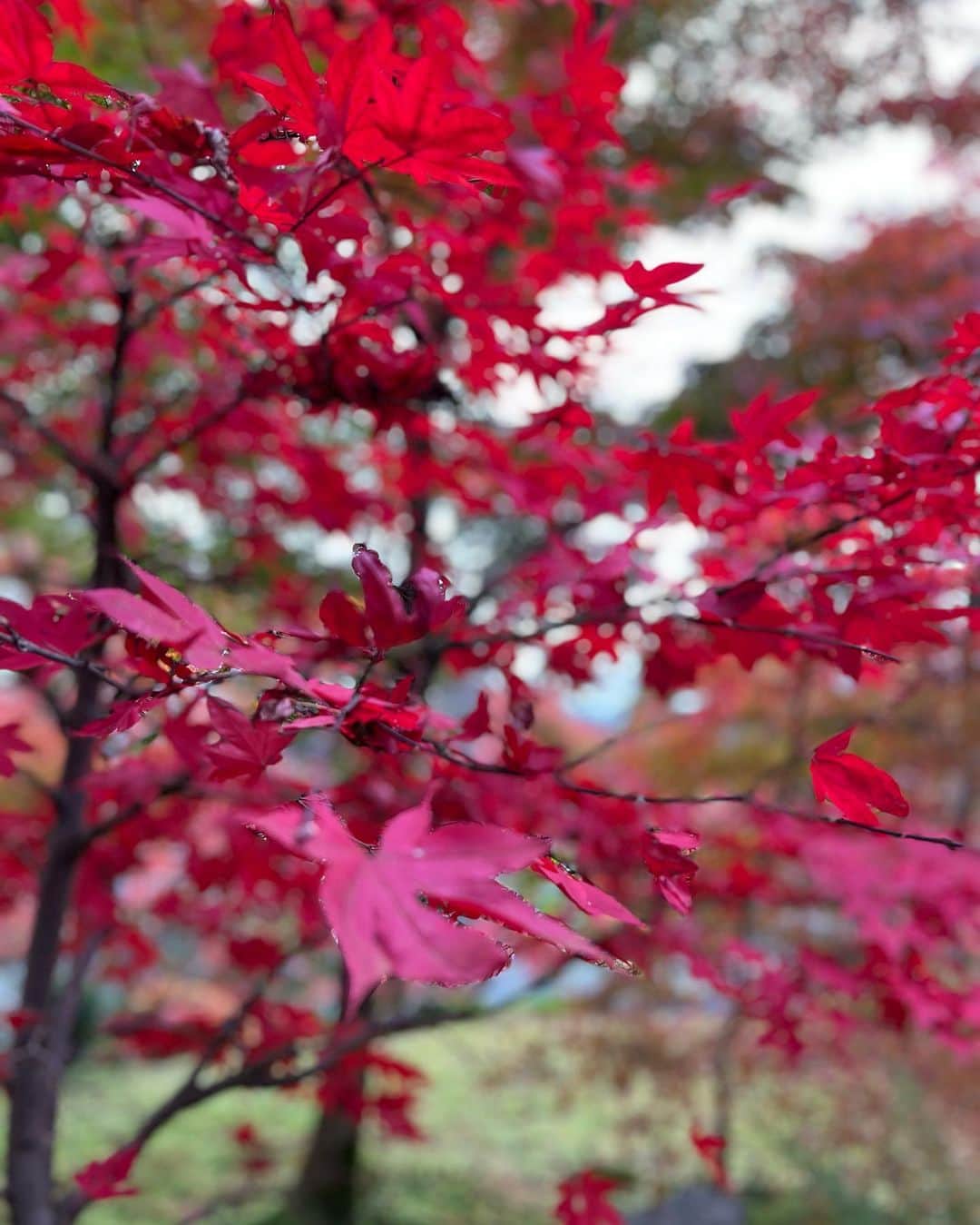 ImotoEtsuyo さんのインスタグラム写真 - (ImotoEtsuyo Instagram)「紅葉が美しい季節🍁 着物を着て 京都の紅葉の穴場スポットとしても 有名な永観堂「禅林寺」へ。  イロハモミジを中心に 境内約3000本のモミジが見られます🍁  綺麗すぎた。 ・ ・ 私が着ているのは レンタル花かんざし @kimonohanakanzashi のお着物。  ・ まずは着物選び→ヘアセット→ 着付け→草履・バッグ選び→完成！ 後は、着物を着てお出かけ。 ・  ここ、京都で夜まで営業している レンタル着物は 『花かんざし』だけ。  祇園祭など 季節ライトアップの時間まで 着物を着て観光ができます。  ゆっくり観光も楽しめますね。  ・ #ライトアップ　は #高台寺　へ。 その様子はまた投稿しますね。 ・ ・ 『花かんざし』は 人気のエリアの蹴上インクラインや 平安神宮や南禅寺の近くです。  〜店舗情報〜 予約お問い合わせ 075-341-7711 地下東西線　【東山駅】徒歩7分 営業時間　9時〜21時  大型バスも横付け可 個人のお客様も駐車場あり。 ・  〜〜私の投稿を見たという方は 花飾りが無料になるそう🤍 京都に行かれる際は是非！ ・  #絶景 #モミジの永観堂 #紅葉の名所 #美しい景色 #京都 #紅葉 #kyoto  #タビジョ  #人気スポット #蹴上インクライン　#着物レンタル花かんざまし  #着物  #着物ヘア  #着物デート　 #観光  #京都デート #京都 #着物レンタル  #平安神宮　#京都カフェ　#南禅寺」11月30日 21時06分 - bisuhada