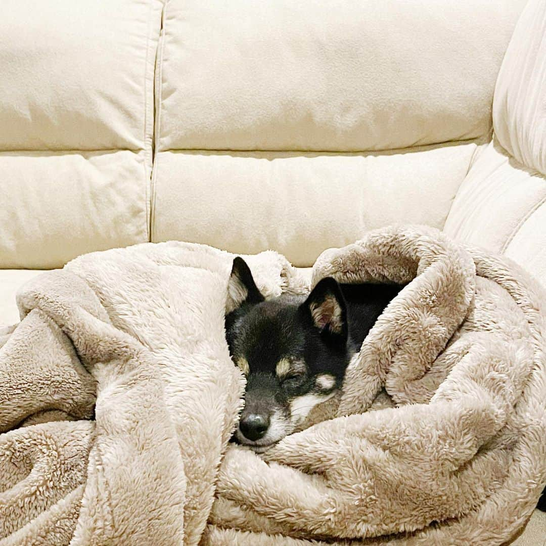 古畑星夏さんのインスタグラム写真 - (古畑星夏Instagram)「⠀ 今日のうちのチビ達🐶🐶♡  喧嘩よくするけど、なんだかんだ一緒に寝るのよね🤣  今日はドッグランも行ってご飯も沢山食べたからお疲れみたい笑  #柴犬のいる暮らし#うちのこかわいい#豆柴」11月30日 21時17分 - starandsummer