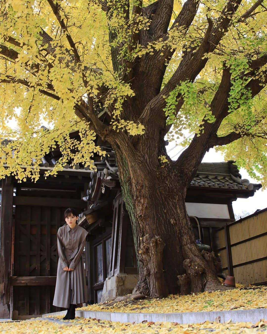 南雲穂波さんのインスタグラム写真 - (南雲穂波Instagram)「#東別院 🍃🍂 photo by @tanaseda 📸  一人お天気週間も明日で終わり！ 修作さんの分は私の一人二役…ではなく 私の1.2役と、(この写真の撮影者)Tanase予報士の1.8役でなんとかしています⛄️  #ドデスカ！#天気班 #ド天気 #気象予報士 #メーテレ #アナウンサー #メーテレアナウンサー #名古屋テレビ #名古屋 #nagoya #南雲穂波 #なぐもぐもぐ 私服#unitedtokyo」12月1日 19時07分 - honami_nagumo_nbn