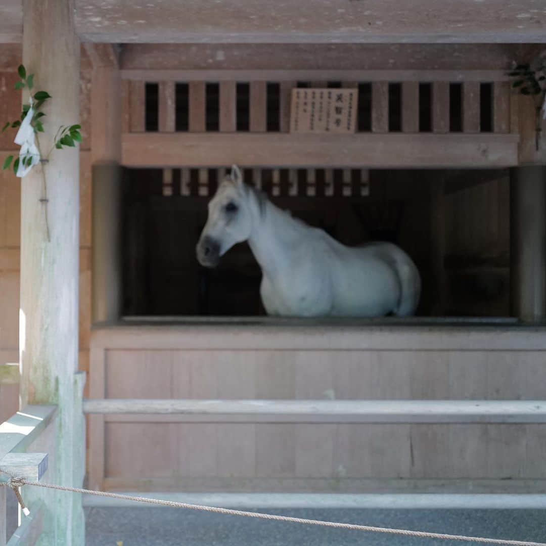 中川珠里さんのインスタグラム写真 - (中川珠里Instagram)「. 美しいお馬さんだった~  伊勢神宮は2日連続で回りました でも全っ然時間足りなかったので またリベンジしたい。  #時差投稿 #ピント合ってないけどね」12月2日 7時49分 - juri1104