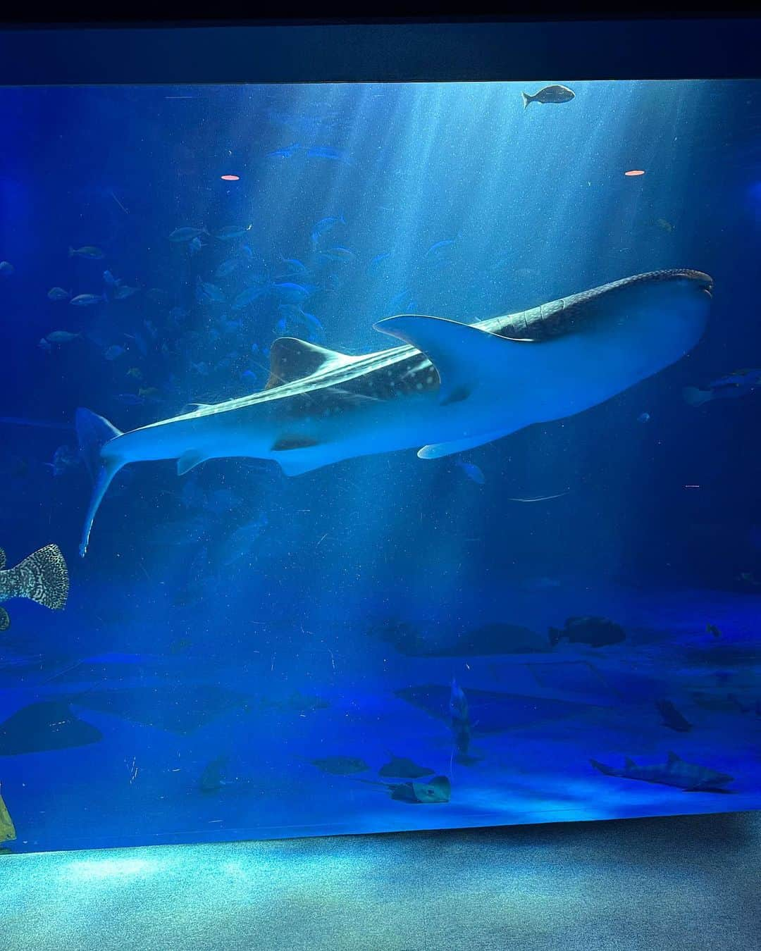 吉川ちかさんのインスタグラム写真 - (吉川ちかInstagram)「能登島水族館へ🤣💓 金沢駅から車をレンタルして 遊びに行ってきました✌️  能登島水族館 めちゃくちゃ楽しかったw カワウソの手が可愛すぎて終始癒されました🥹💓笑  #能登島#能登島水族館#カワウソ#水族館#能登島観光#楽しかった」12月2日 21時05分 - yoshikawachika_1116