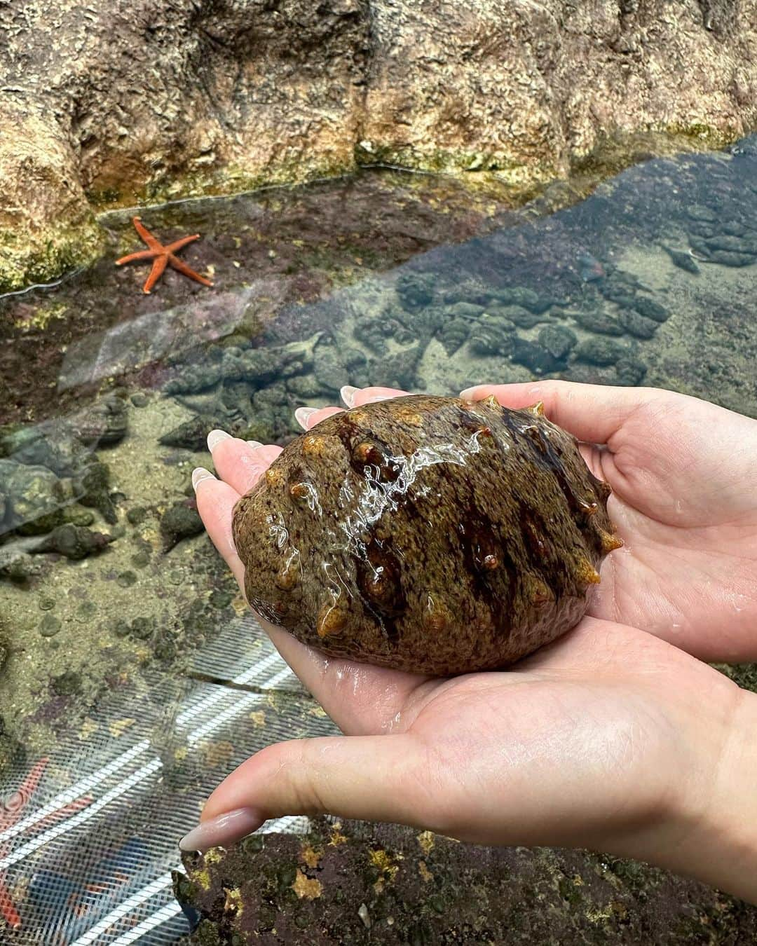 吉川ちかさんのインスタグラム写真 - (吉川ちかInstagram)「能登島水族館へ🤣💓 金沢駅から車をレンタルして 遊びに行ってきました✌️  能登島水族館 めちゃくちゃ楽しかったw カワウソの手が可愛すぎて終始癒されました🥹💓笑  #能登島#能登島水族館#カワウソ#水族館#能登島観光#楽しかった」12月2日 21時05分 - yoshikawachika_1116