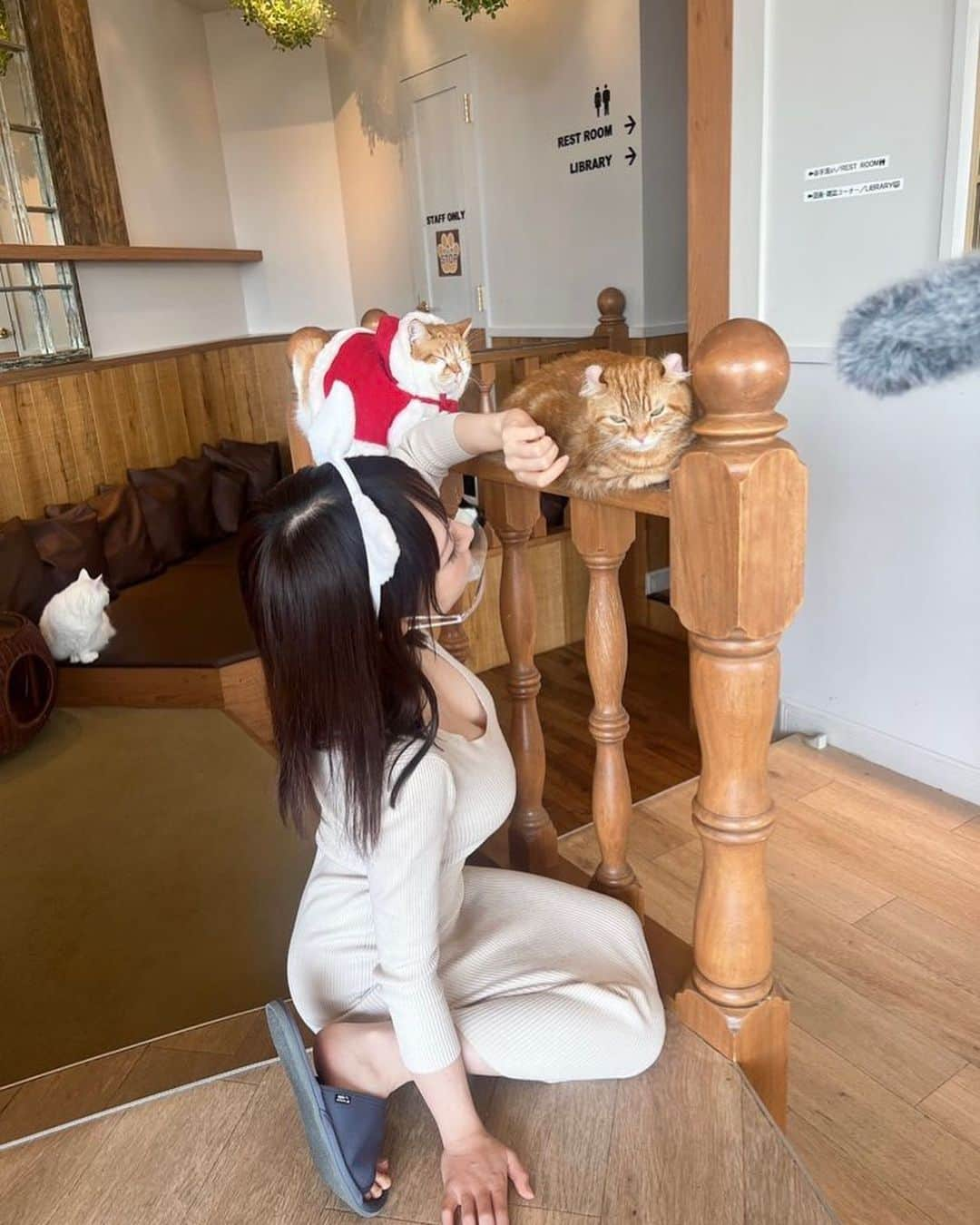 清水あいりさんのインスタグラム写真 - (清水あいりInstagram)「天国でお仕事でした🐈 猫ちゃん達性格出てて可愛いかったなぁ。 帰宅後ミアにぎゅーしても もう1日経ってたからか 猫カフェの猫ちゃん達の匂いは消えてたらしく、文句言われませんでした。笑 いつも通り甘々です…🫶🏻」12月3日 3時25分 - shimizuairi