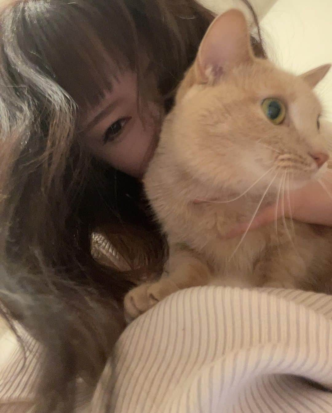 清水あいりさんのインスタグラム写真 - (清水あいりInstagram)「天国でお仕事でした🐈 猫ちゃん達性格出てて可愛いかったなぁ。 帰宅後ミアにぎゅーしても もう1日経ってたからか 猫カフェの猫ちゃん達の匂いは消えてたらしく、文句言われませんでした。笑 いつも通り甘々です…🫶🏻」12月3日 3時25分 - shimizuairi